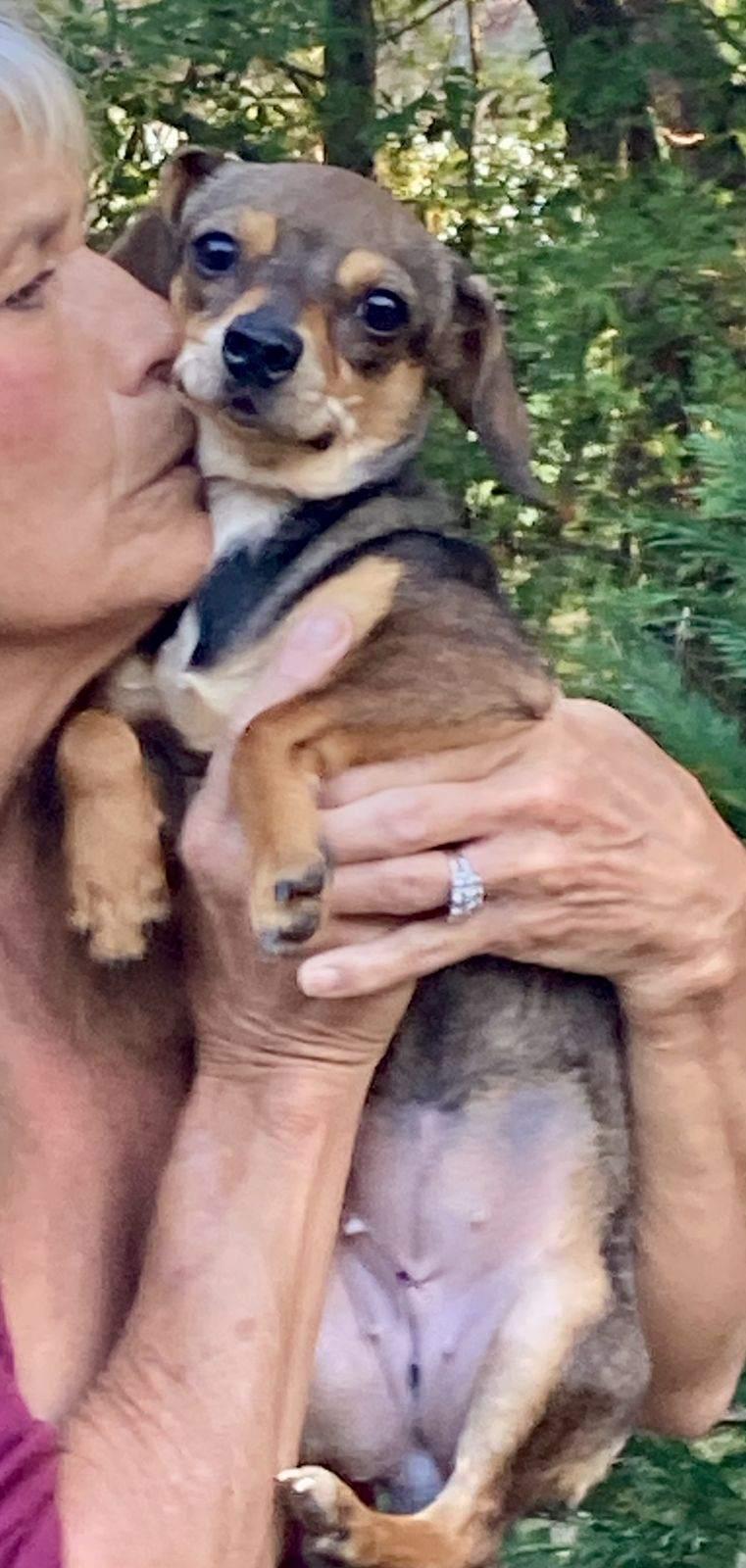 Kathy, Adopted, Adult Female Chihuahua.