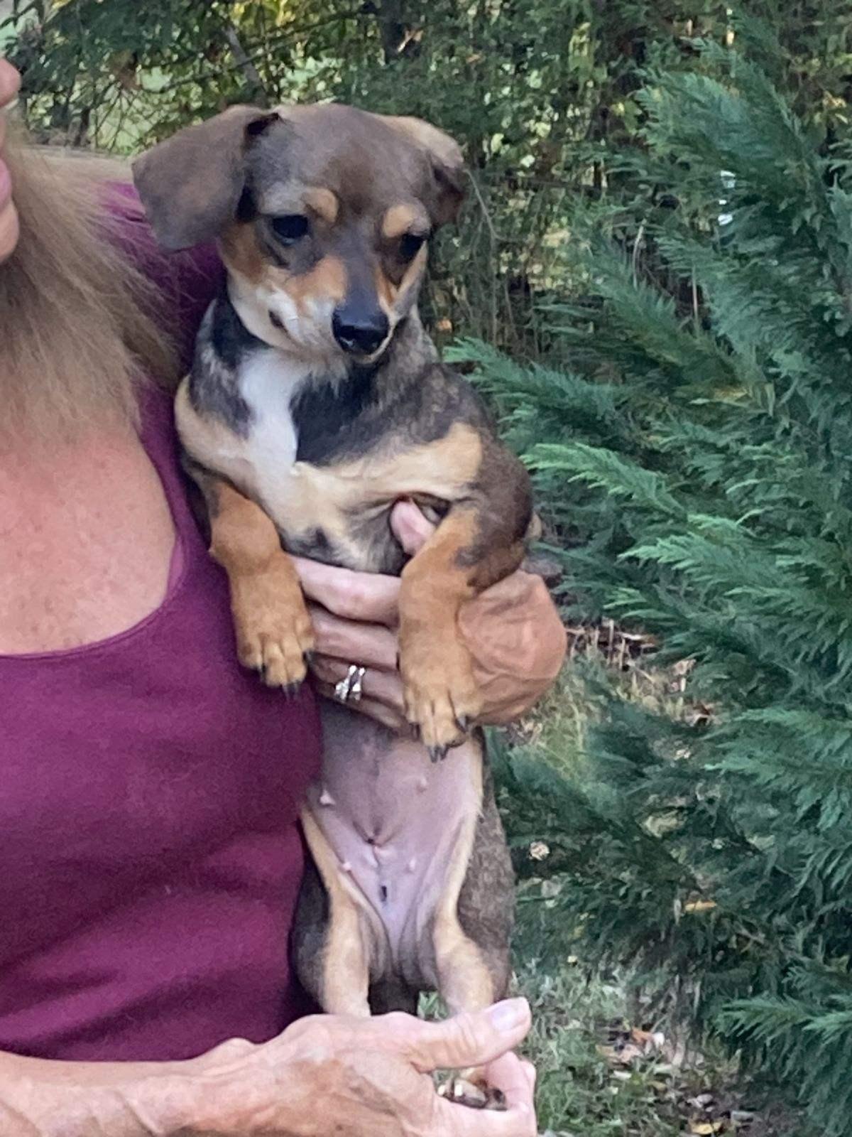 Enlarge Kathy, a Adopted Chihuahua in Hillsborough, NJ image 2/2