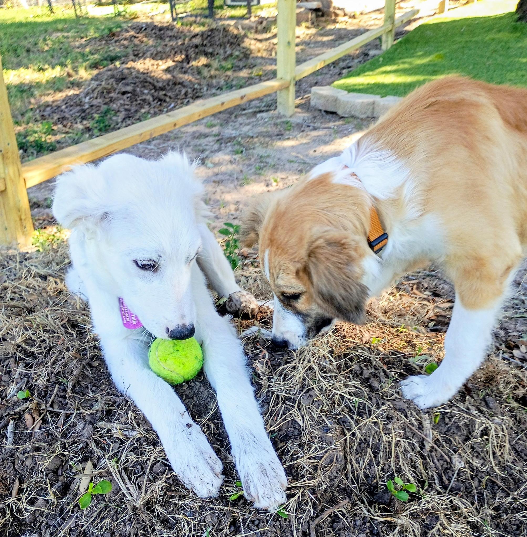 Enlarge Einstein-A Little Genius Looking for his Forever, a Adoptable mixed breed in Brattleboro, VT image 4/6