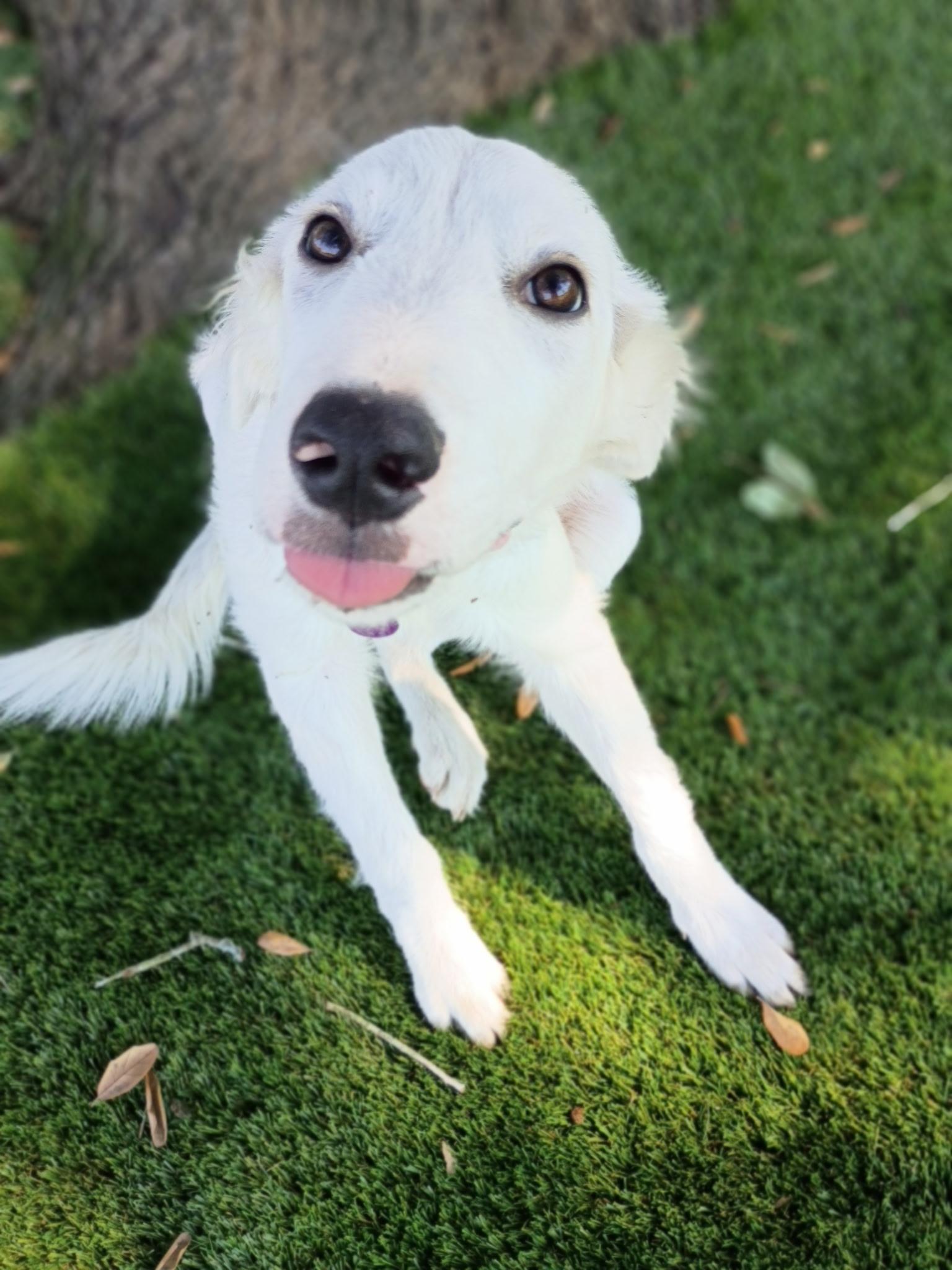 Enlarge Einstein-A Little Genius Looking for his Forever, a Adoptable mixed breed in Brattleboro, VT image 6/6