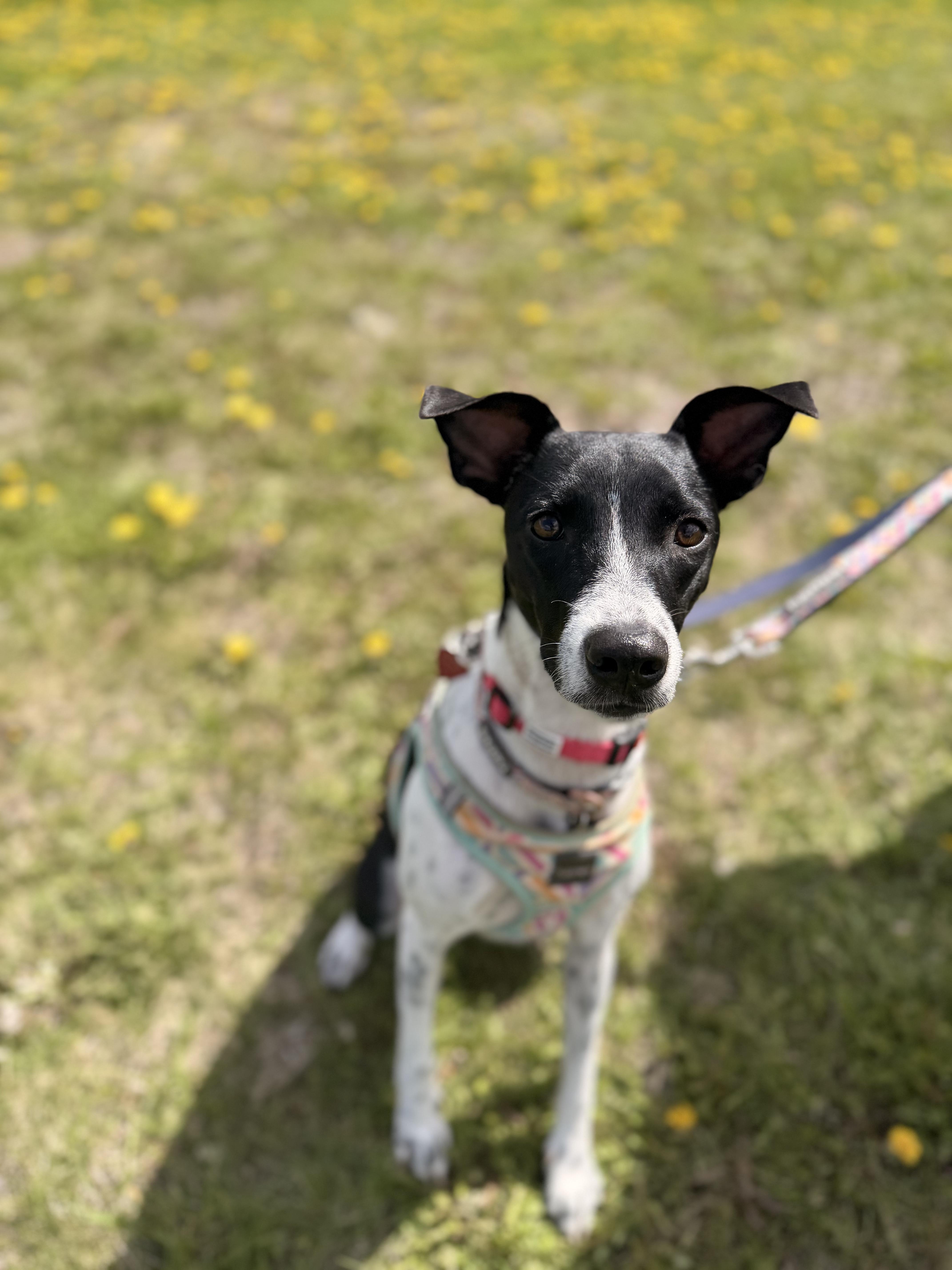 Jessi, adoptable, Puppy Female Terrier.