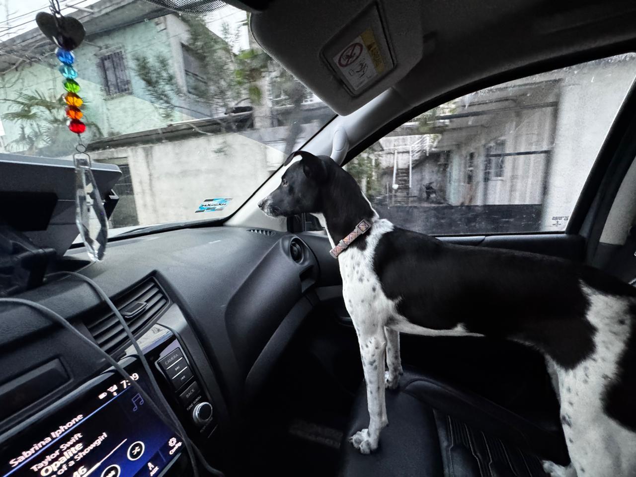 Enlarge Pepsi, a ADOPTABLE mixed breed in Pointe-Claire, QC image 3/5