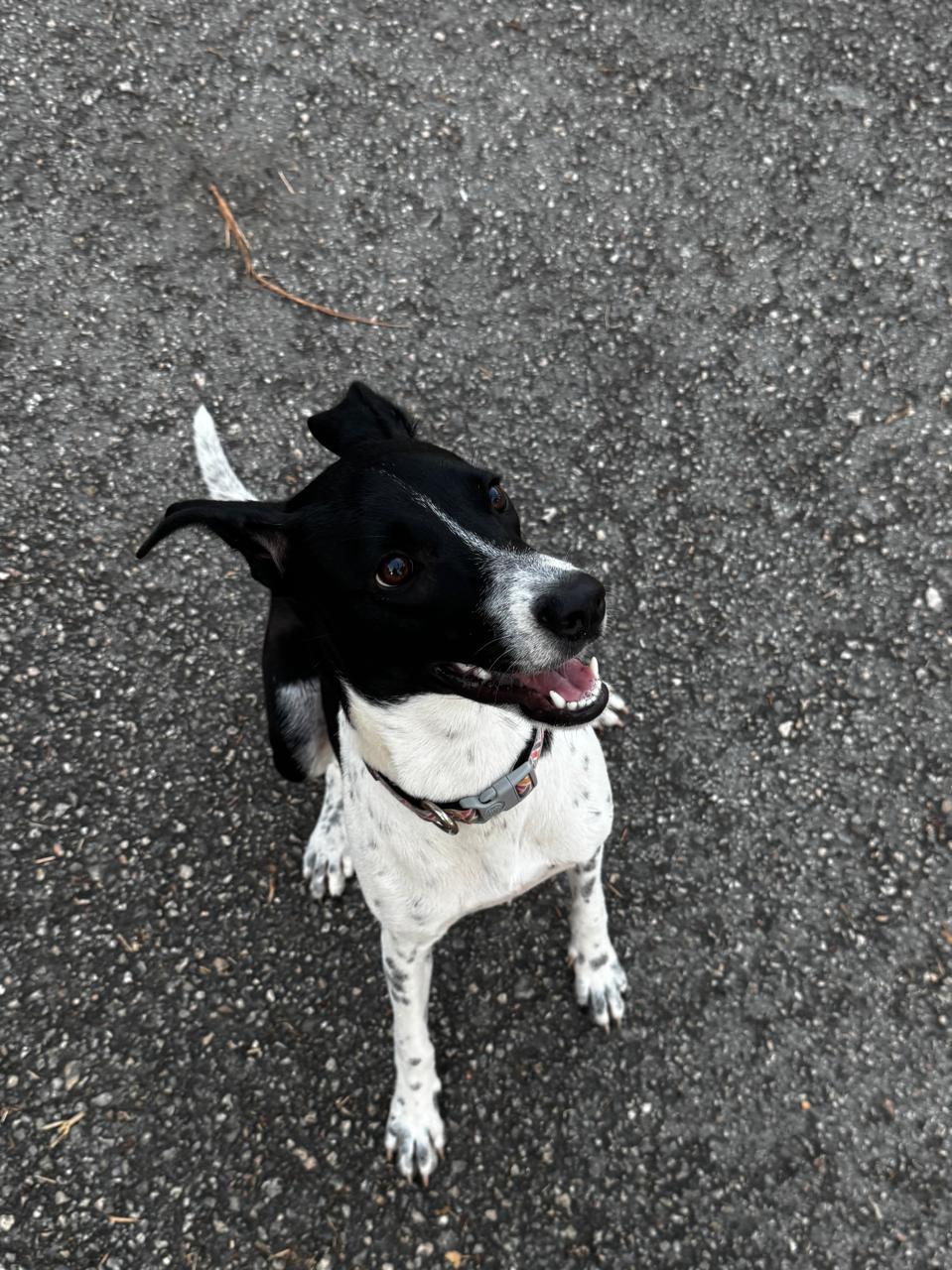 Jessi, adoptable, Puppy Female Terrier.