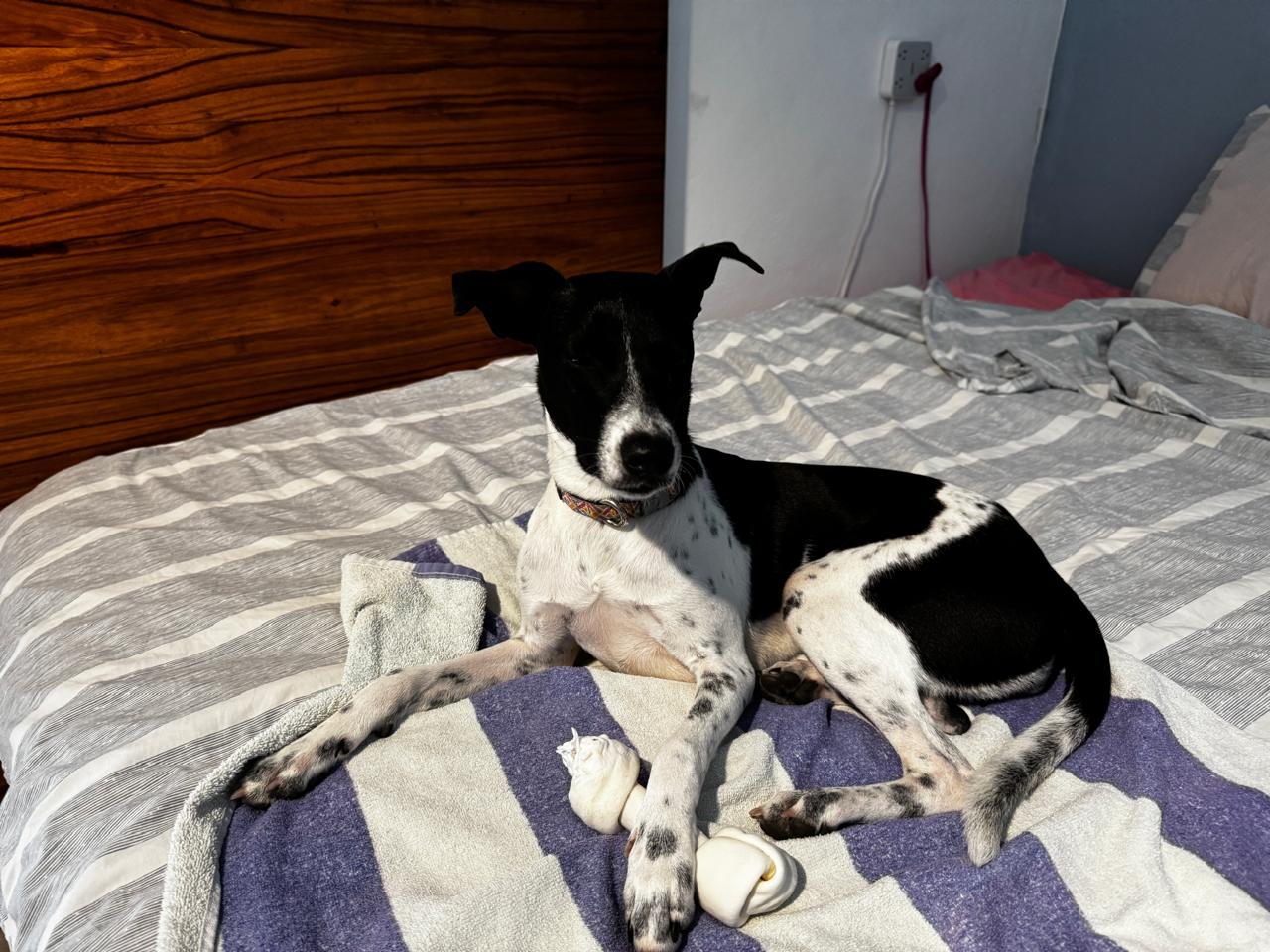 Enlarge Pepsi, a ADOPTABLE mixed breed in Pointe-Claire, QC image 2/5