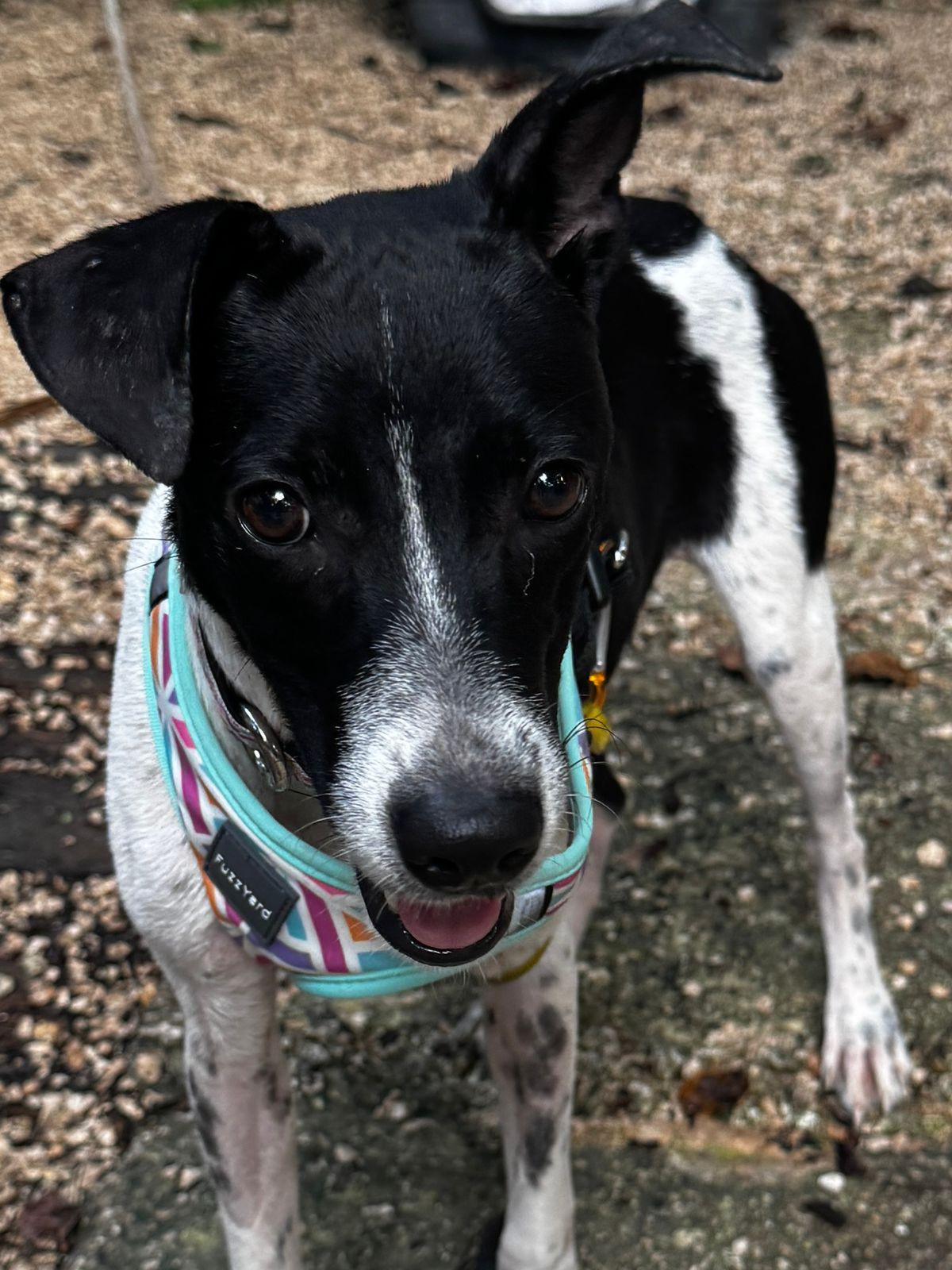 Enlarge Pepsi, a ADOPTABLE mixed breed in Pointe-Claire, QC image 4/5