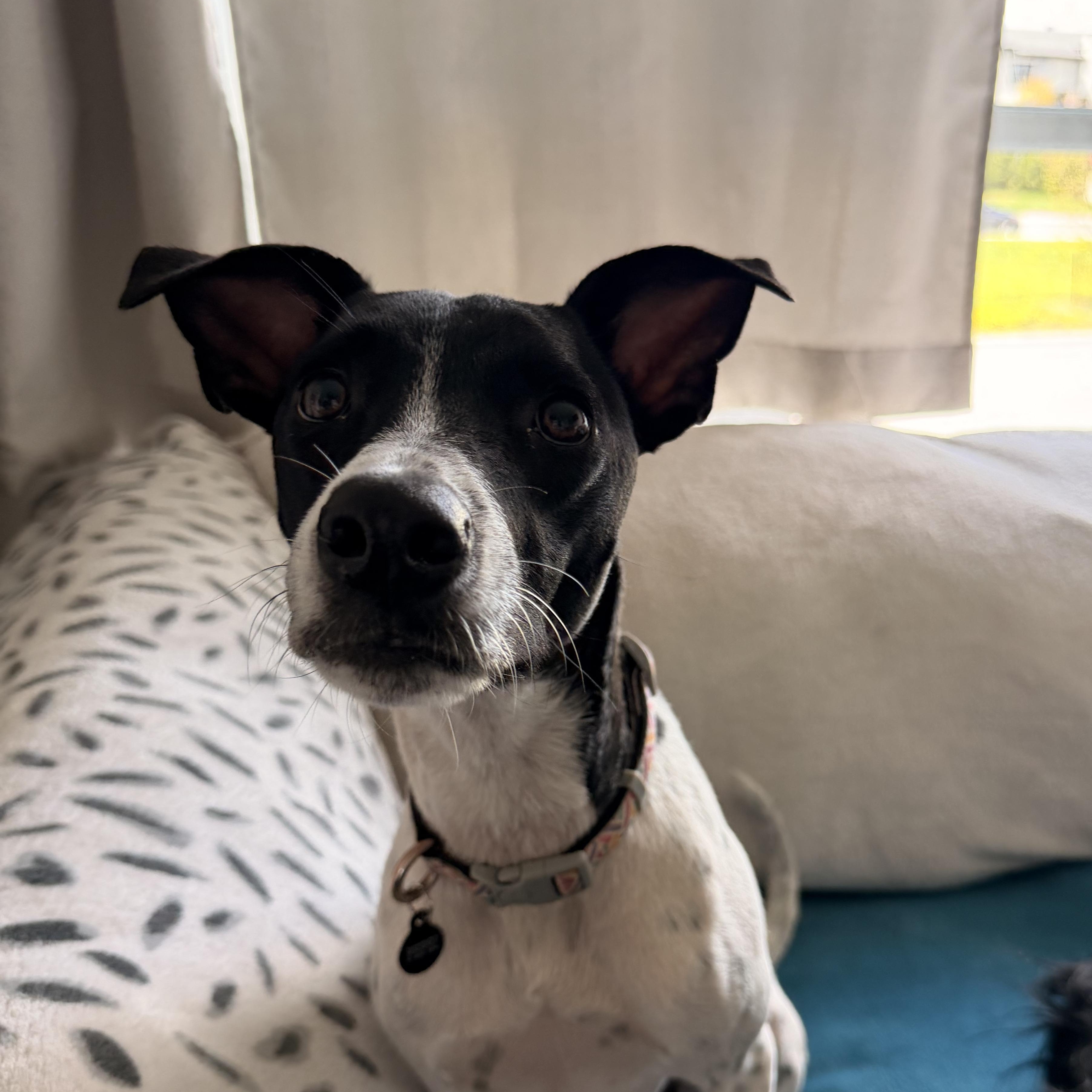 Jessi, an adoptable mixed breed in Pointe-Claire, QC image 5/5
