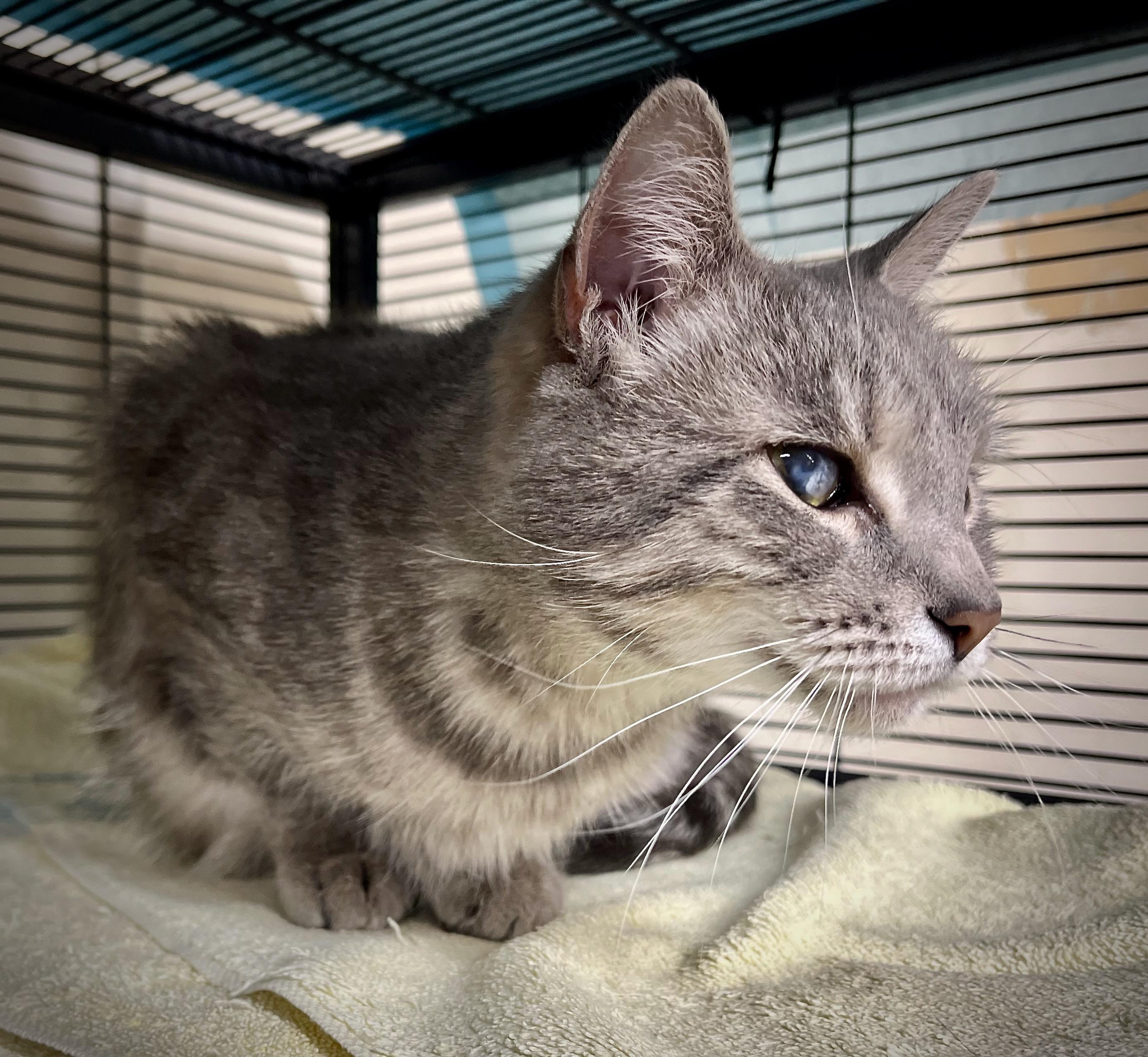 Shakira, a Adoptable Domestic Short Hair in Hershey, PA image 1/4