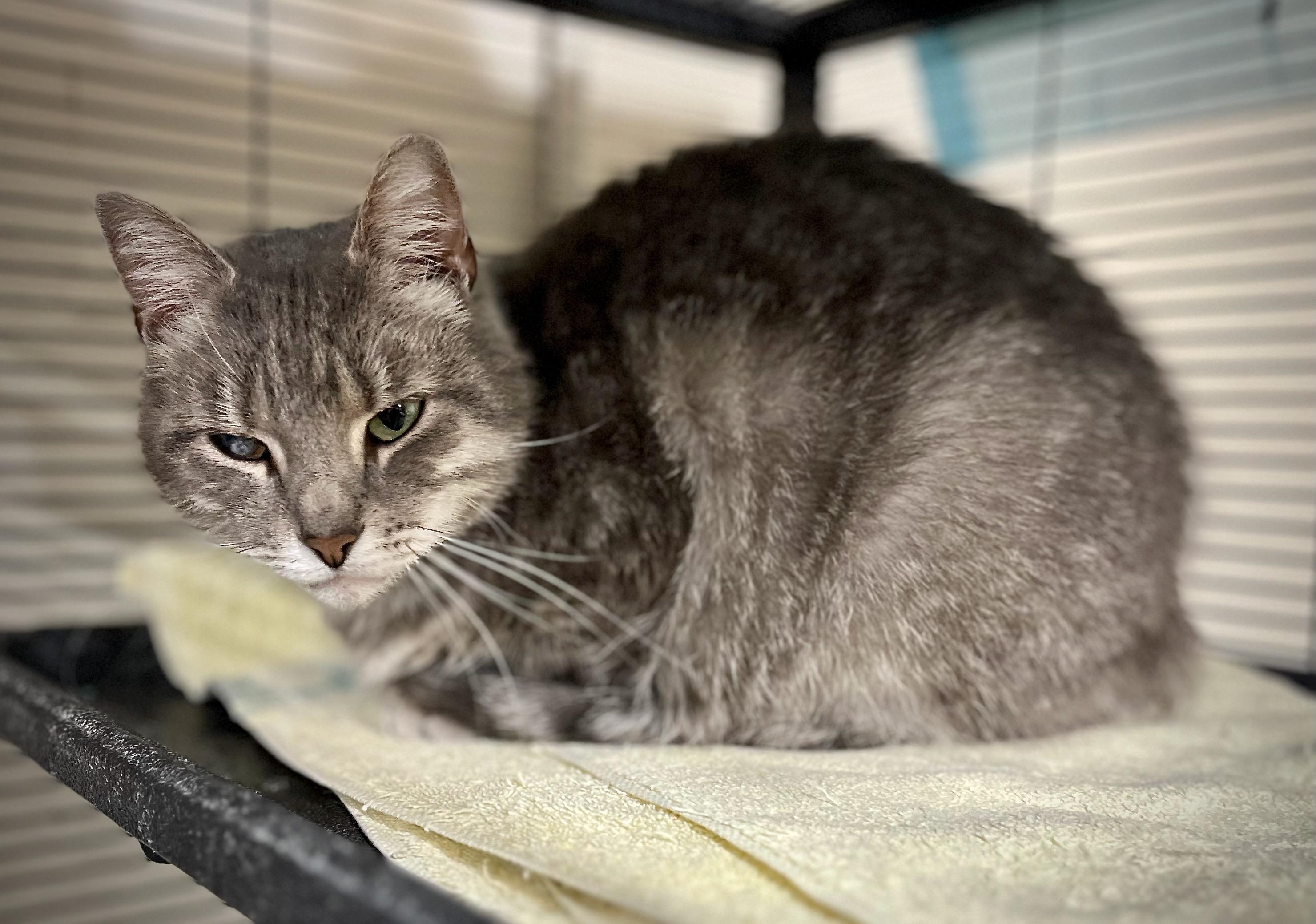 Shakira, a Adoptable Domestic Short Hair in Hershey, PA image 2/4
