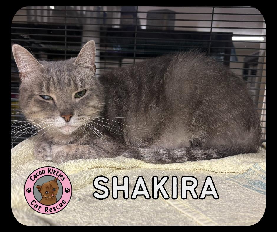 Shakira, a Adoptable Domestic Short Hair in Hershey, PA image 3/4