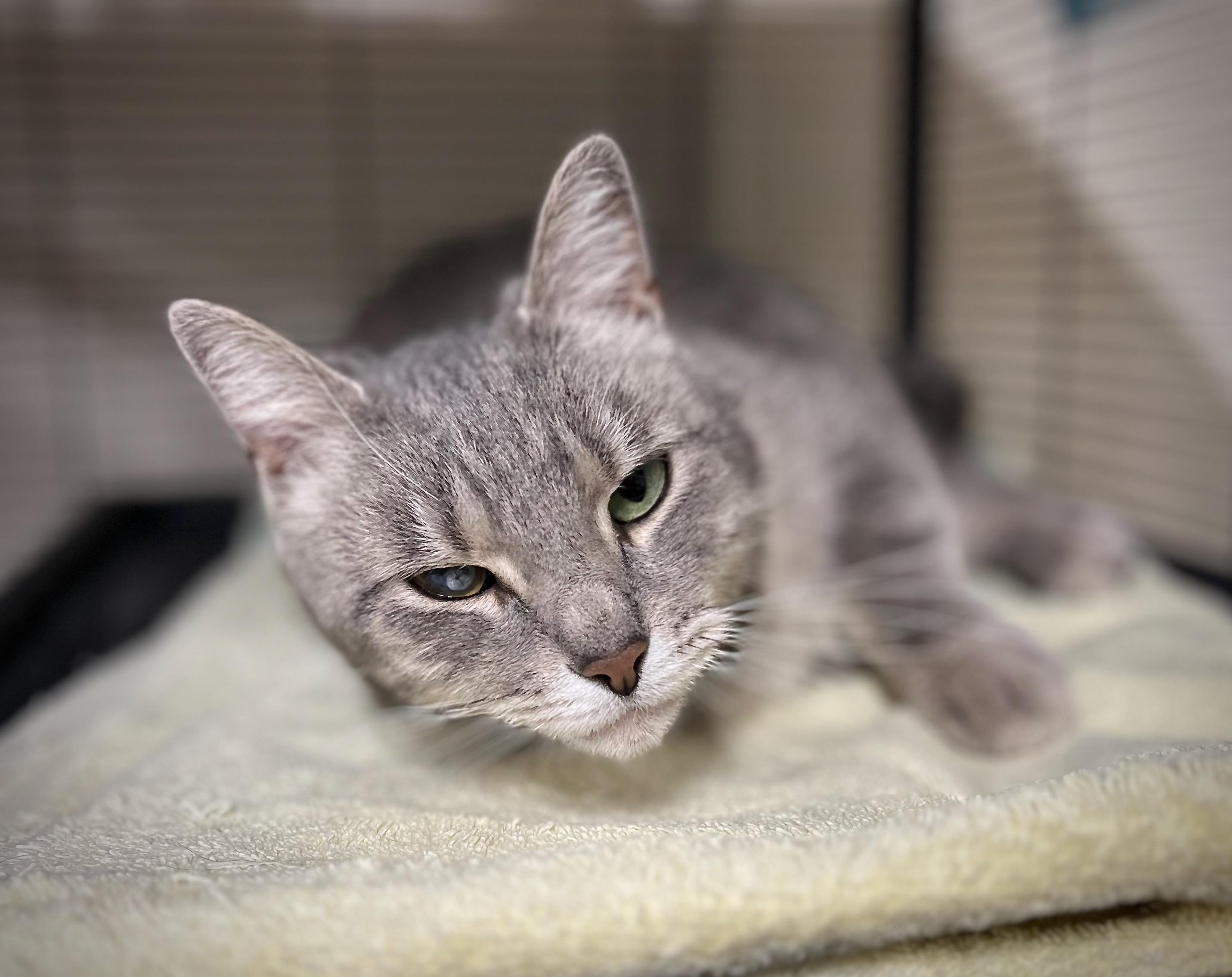 Shakira, a Adoptable Domestic Short Hair in Hershey, PA image 4/4