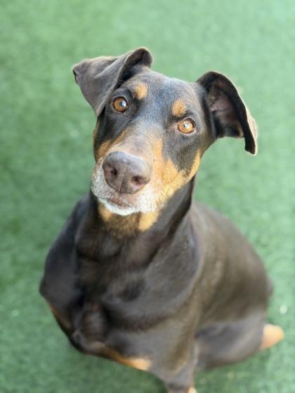 Enlarge Lumpia , a Adoptable mixed breed in Sacramento, CA image 3/5