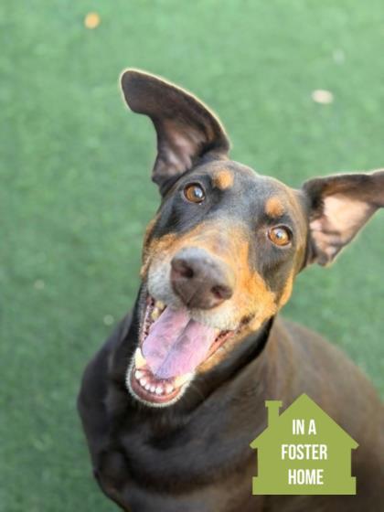 Lumpia , Adoptable, Adult Female Doberman Pinscher.