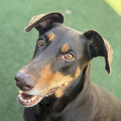 Enlarge Lumpia , a Adoptable mixed breed in Sacramento, CA image 4/5
