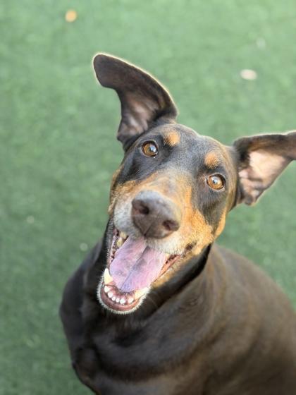 Enlarge Lumpia , a Adoptable mixed breed in Sacramento, CA image 2/5