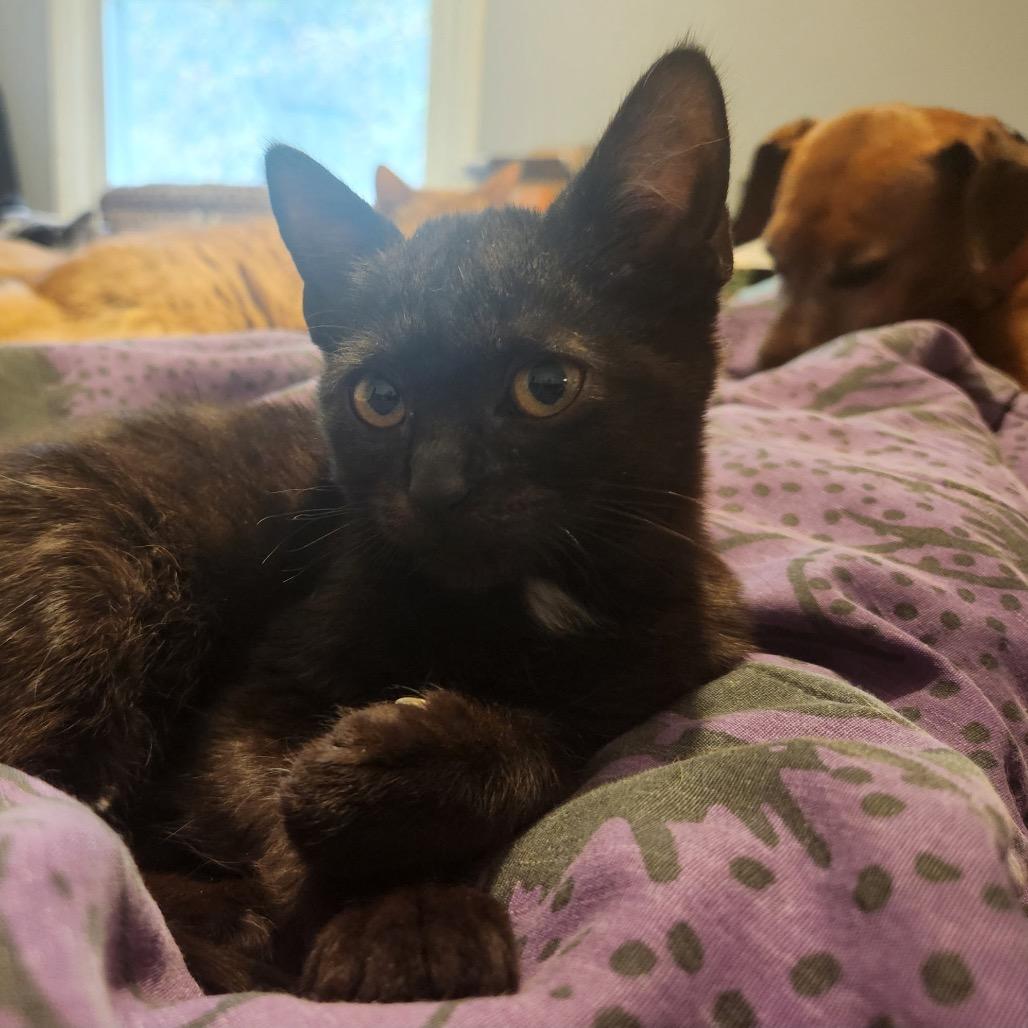 Enlarge Miss Rip Van Winkle, a Adoptable Domestic Short Hair in Mocksville, NC image 3/6