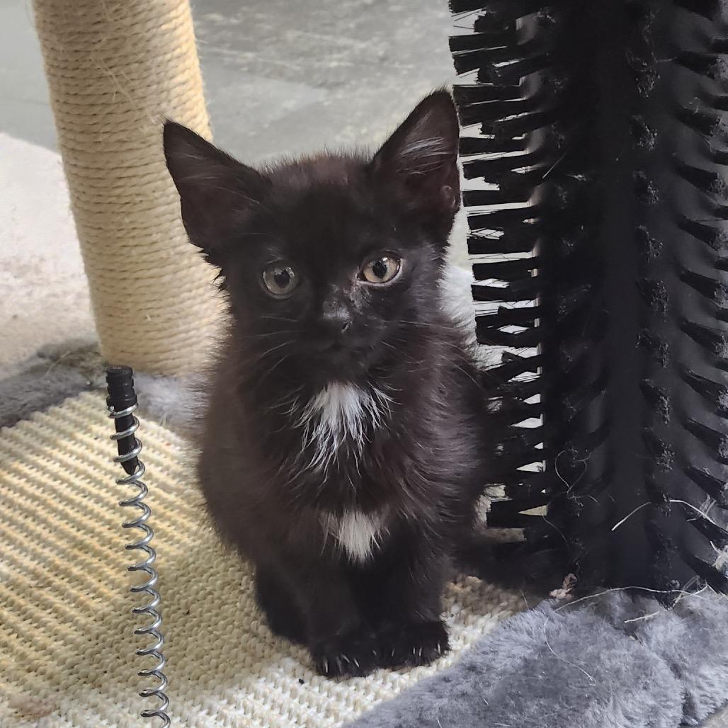 Enlarge Miss Rip Van Winkle, a Adoptable Domestic Short Hair in Mocksville, NC image 4/6