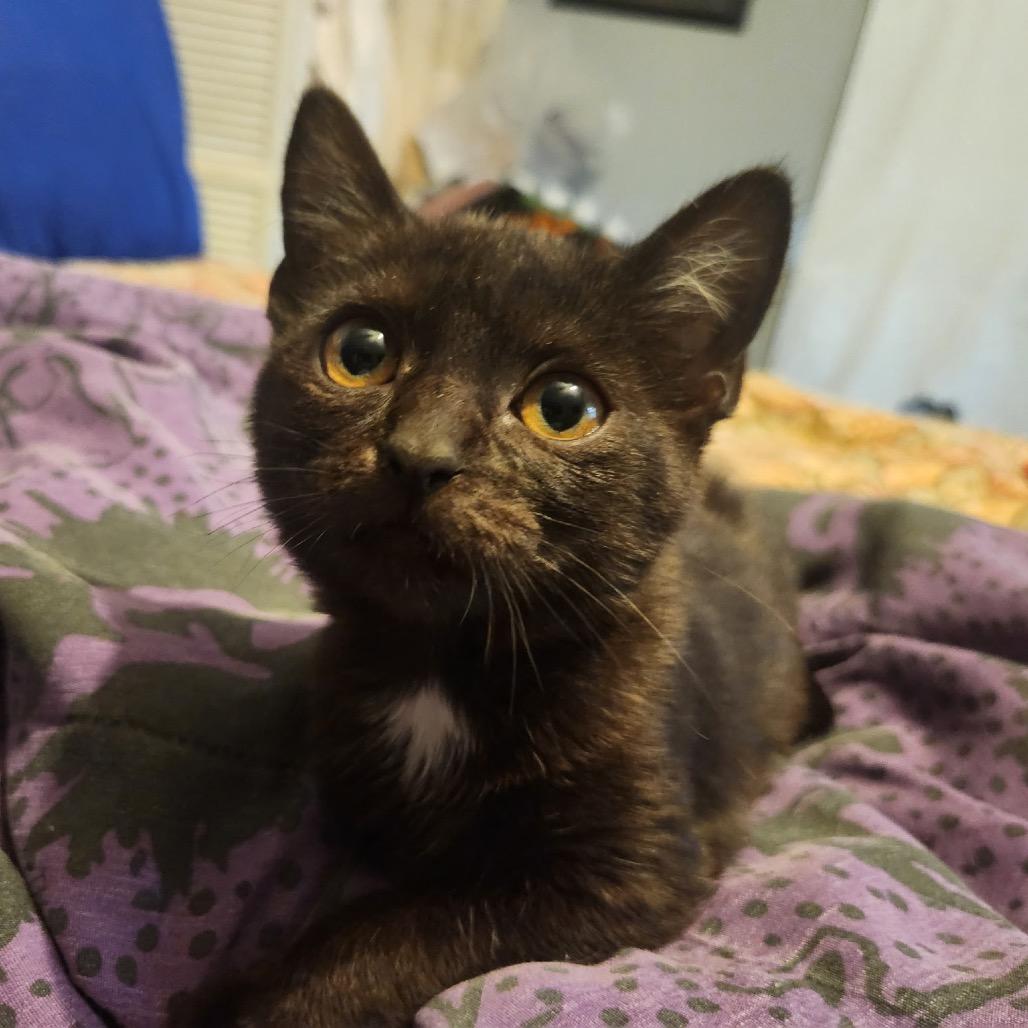 Enlarge Miss Rip Van Winkle, a Adoptable Domestic Short Hair in Mocksville, NC image 5/6