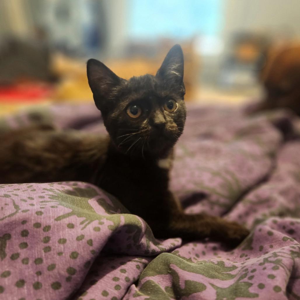 Enlarge Miss Rip Van Winkle, a Adoptable Domestic Short Hair in Mocksville, NC image 6/6