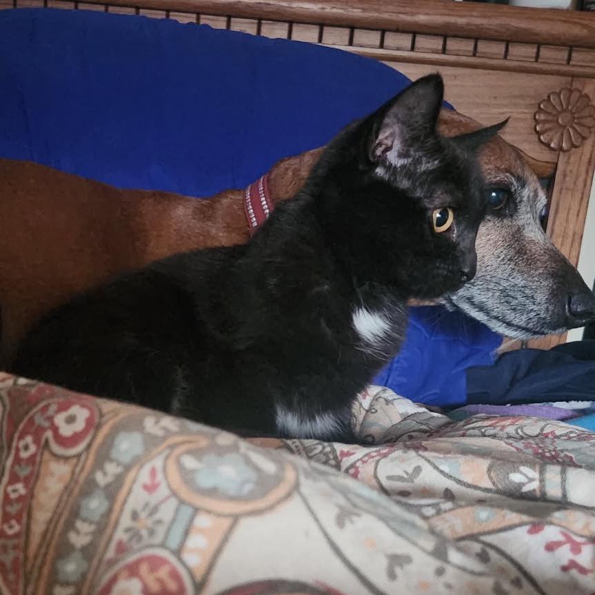 Enlarge Miss Rip Van Winkle, a Adoptable Domestic Short Hair in Mocksville, NC image 6/6