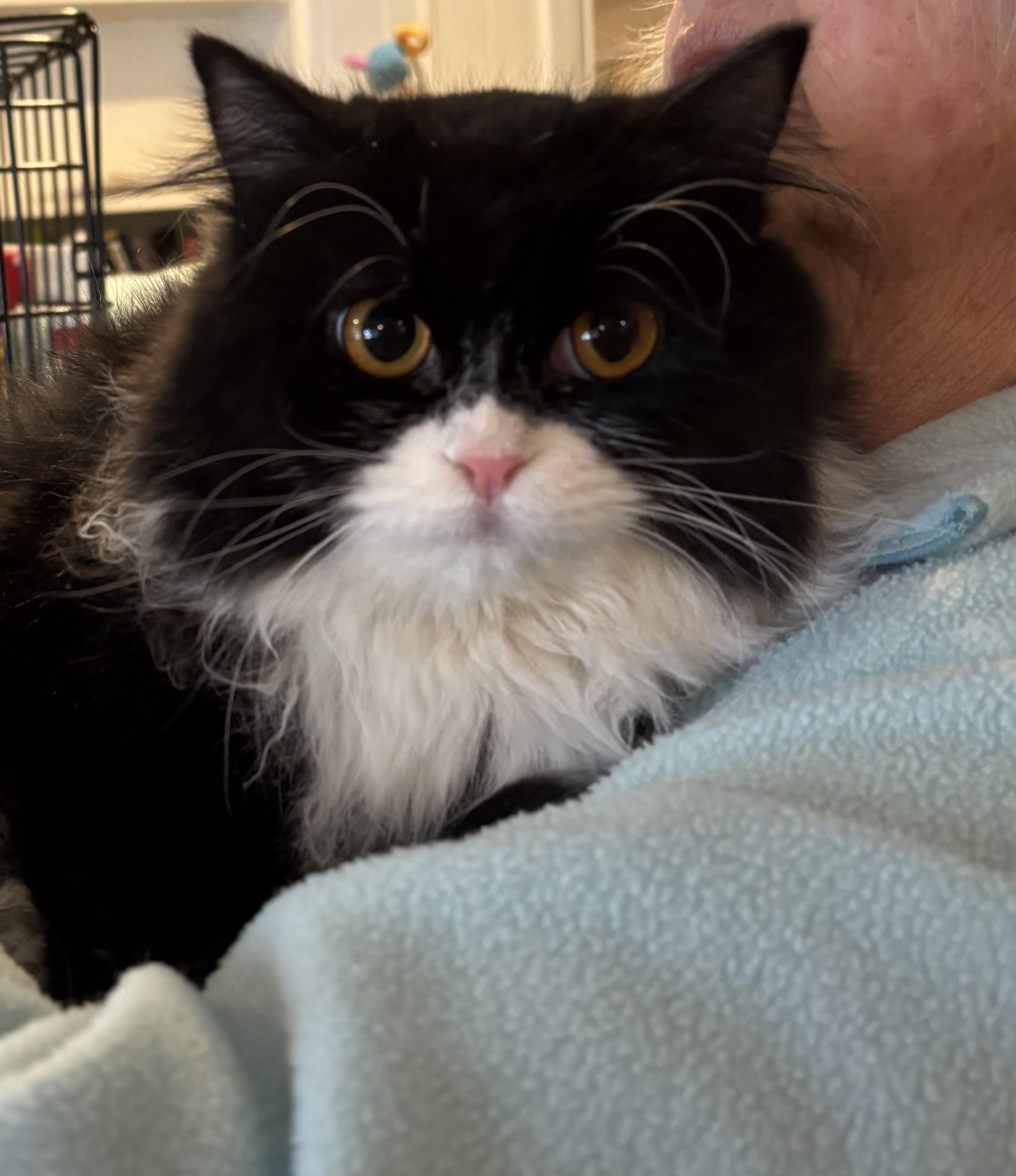 Enlarge Lili (part Persian, long hair), a ADOPTABLE Persian in Fairfax, VA image 1/4