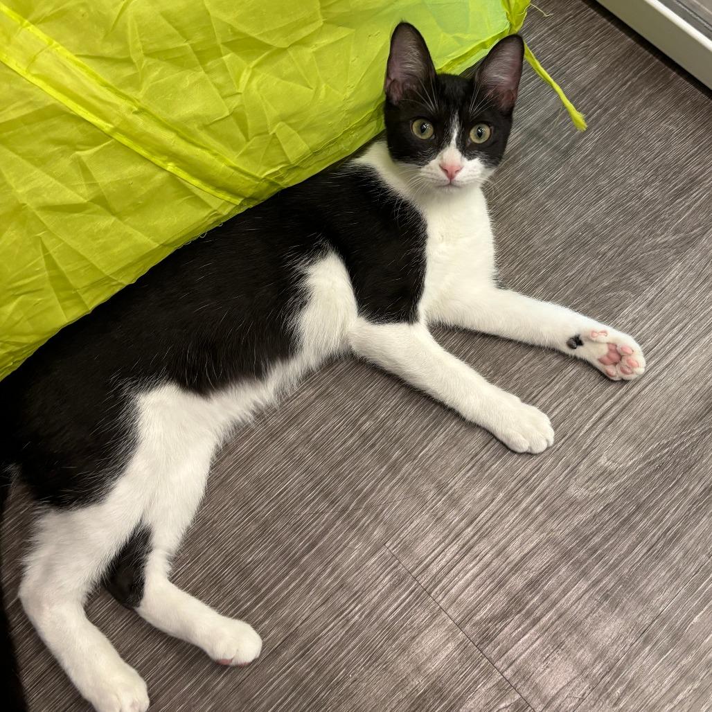 Sylvie, a Adoptable Domestic Short Hair in League City, TX image 1/6