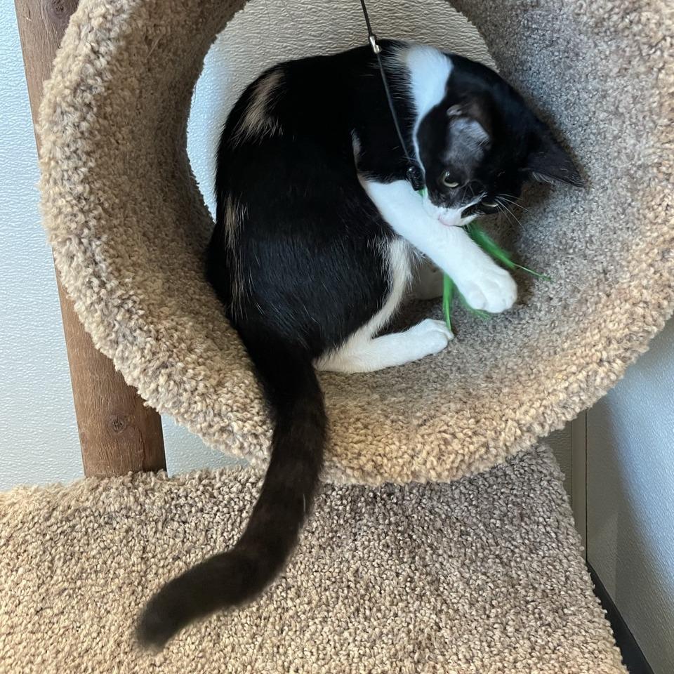 Sylvie, a Adoptable Domestic Short Hair in League City, TX image 2/6