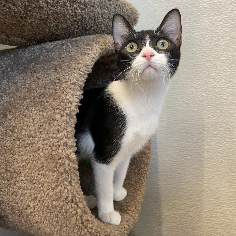 Sylvie, a Adoptable Domestic Short Hair in League City, TX image 3/6