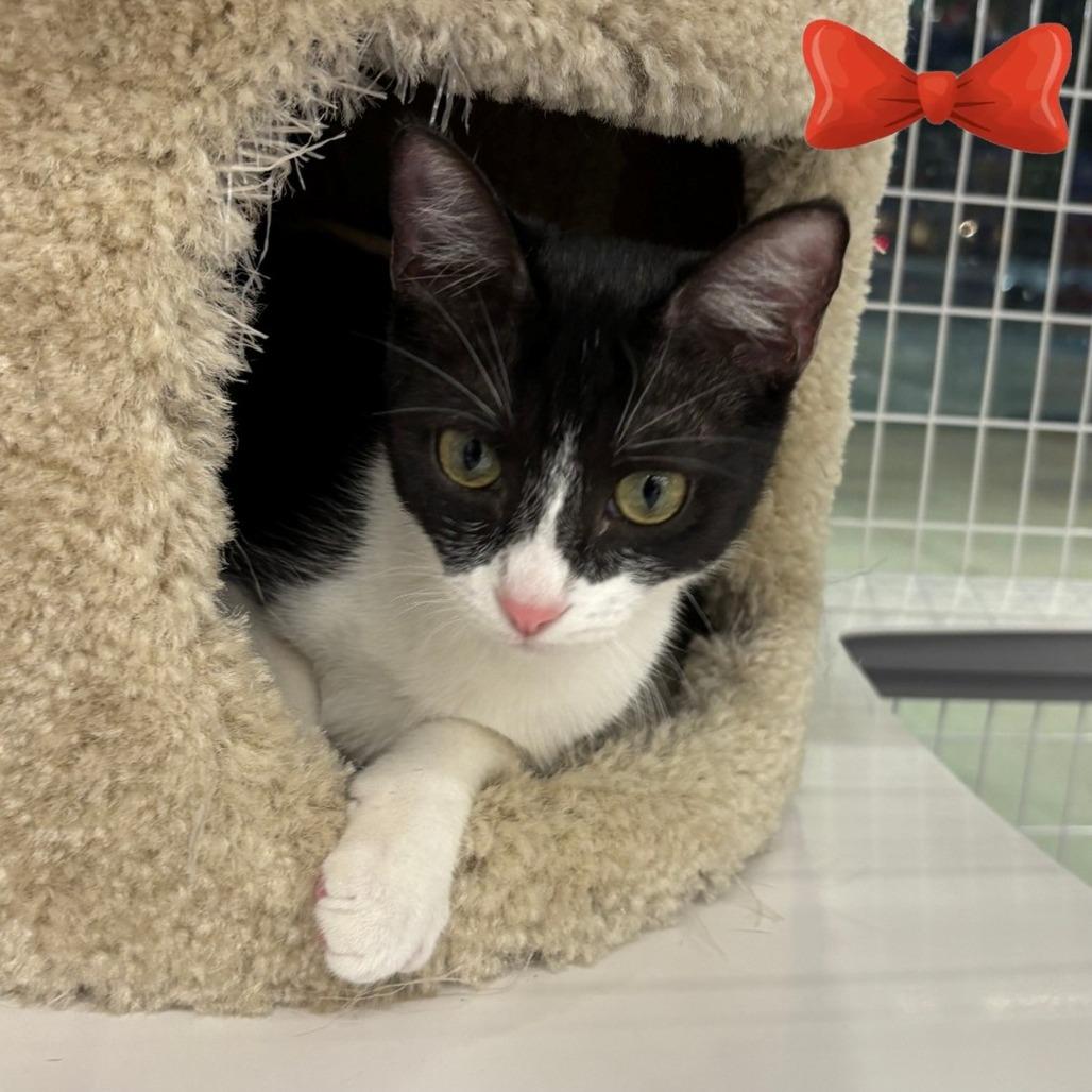 Sylvie, a Adoptable Domestic Short Hair in League City, TX image 4/6