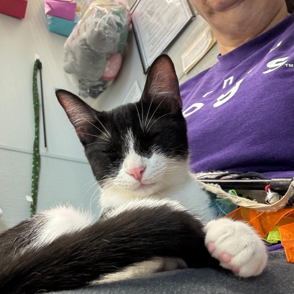 Sylvie, a Adoptable Domestic Short Hair in League City, TX image 5/6