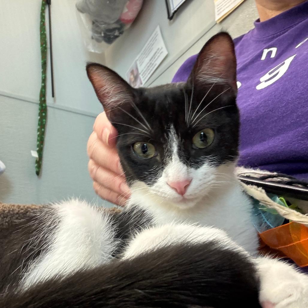 Sylvie, a Adoptable Domestic Short Hair in League City, TX image 6/6