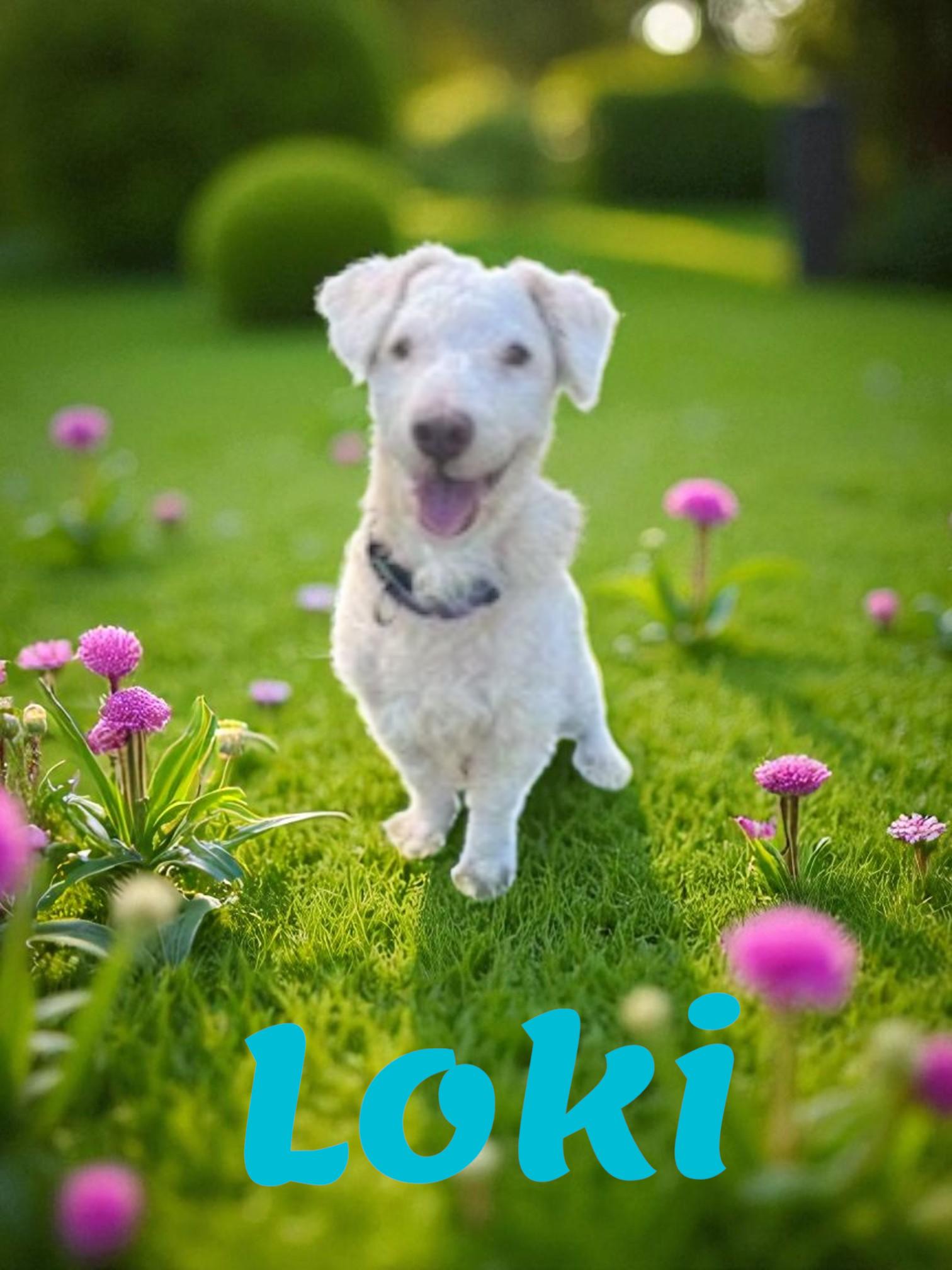 Loki