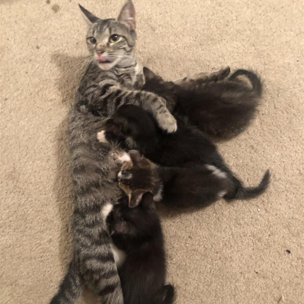 Sookie (mom), a Adoptable Domestic Short Hair in St. Peters, MO image 2/2