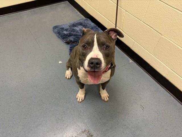 WISHBONE, Adoptable, Adult Male Pit Bull Terrier.