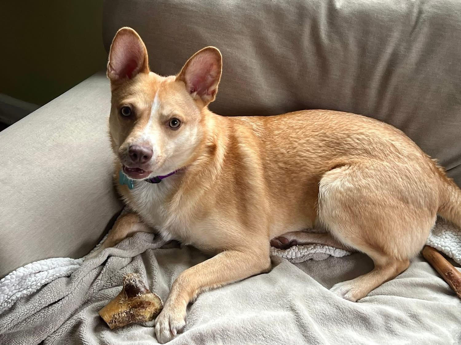 Enlarge Spin Diesel, an adopted mixed breed in Portland, ME image 4/6