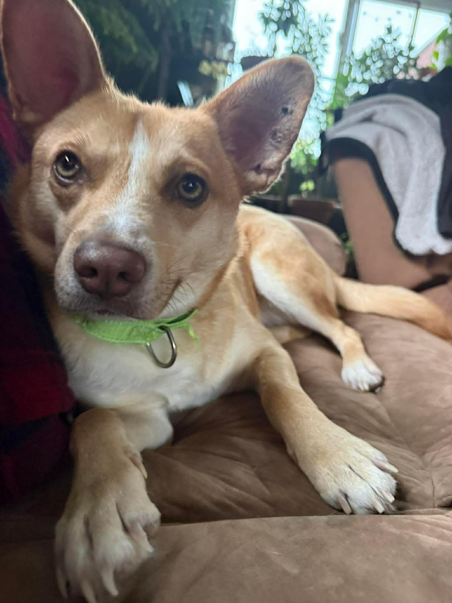 Enlarge Spin Diesel, an adopted mixed breed in Portland, ME image 1/6