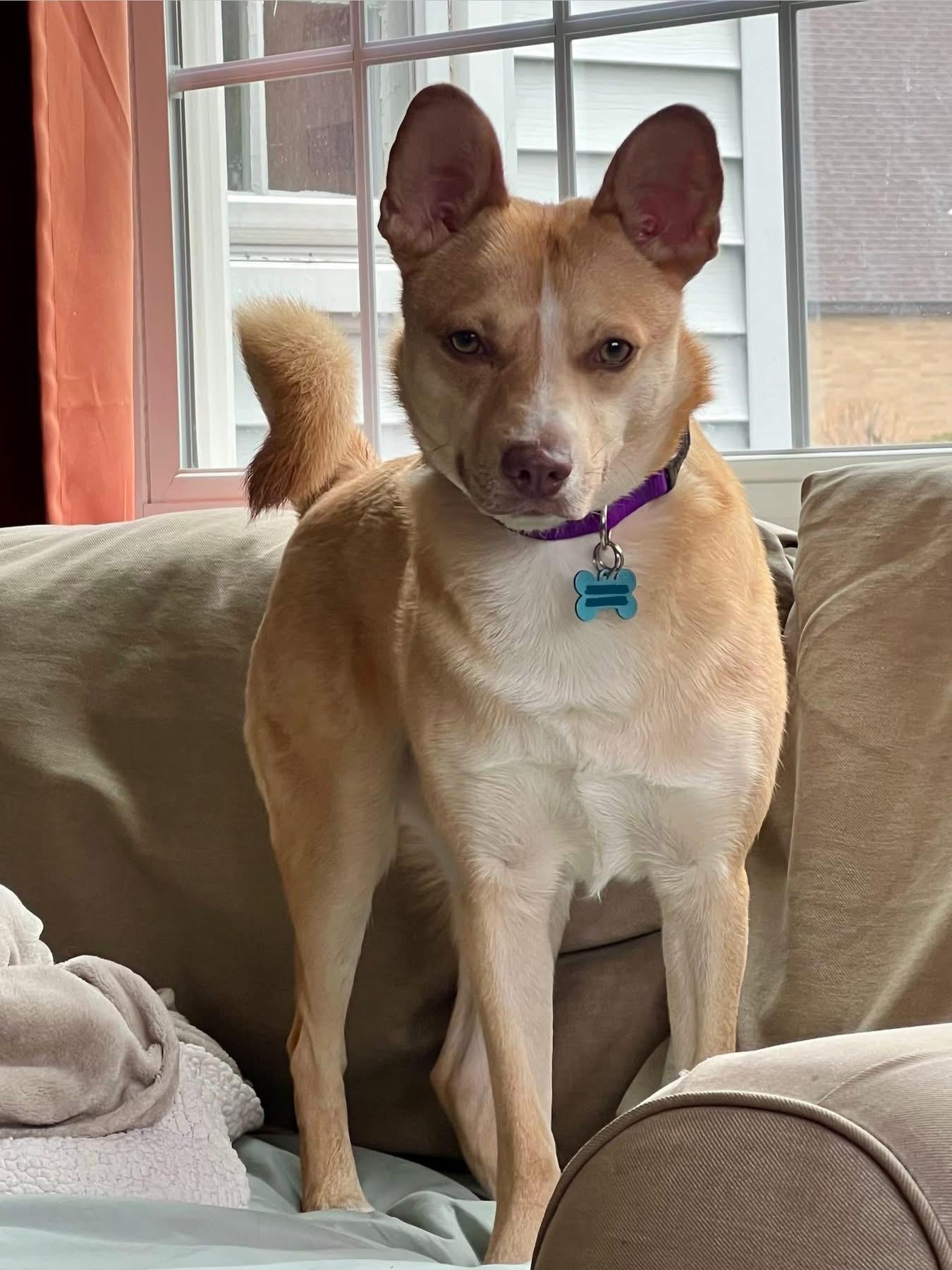 Enlarge Spin Diesel, an adopted mixed breed in Portland, ME image 5/6