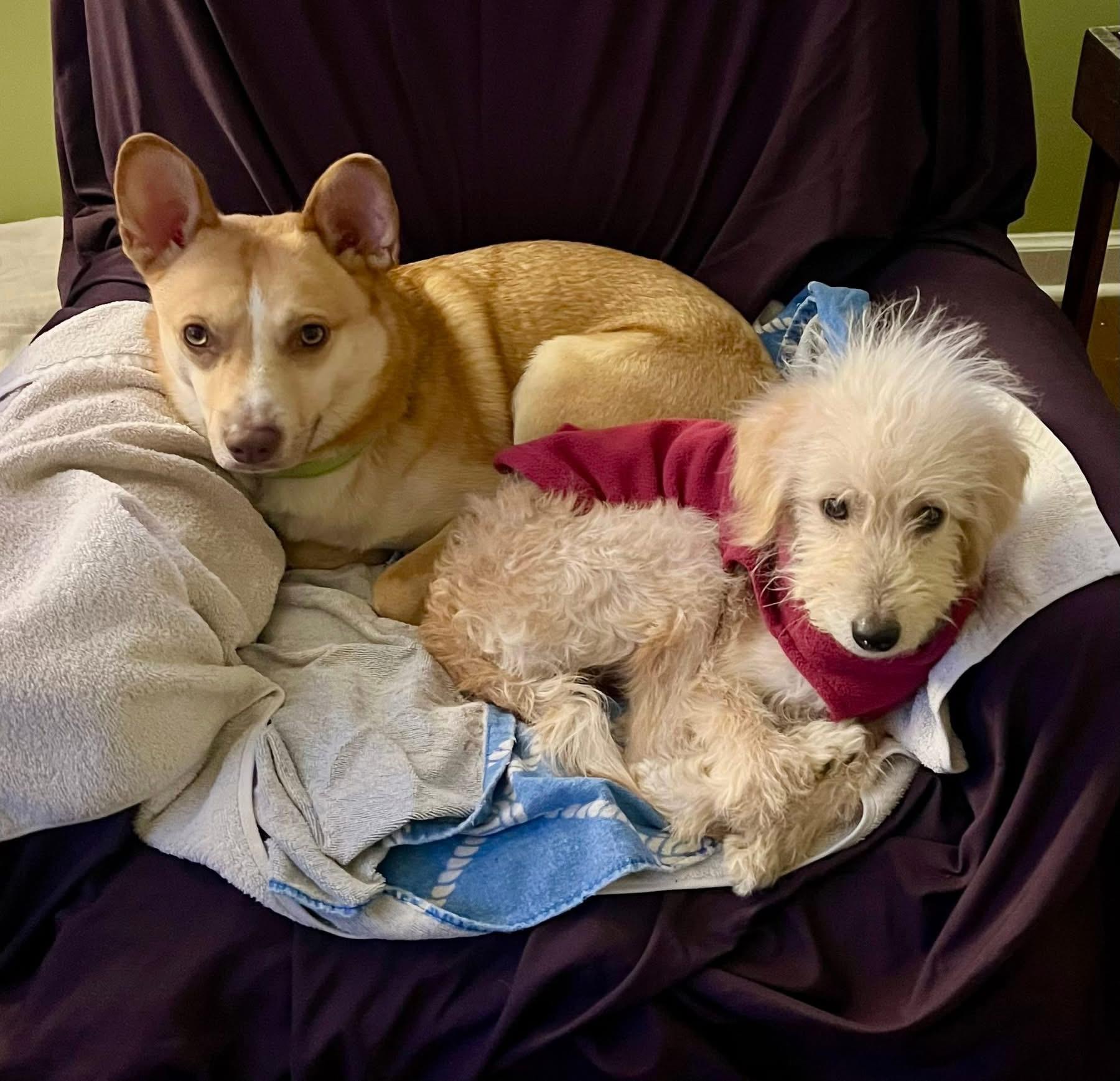 Enlarge Spin Diesel, an adopted mixed breed in Portland, ME image 3/6