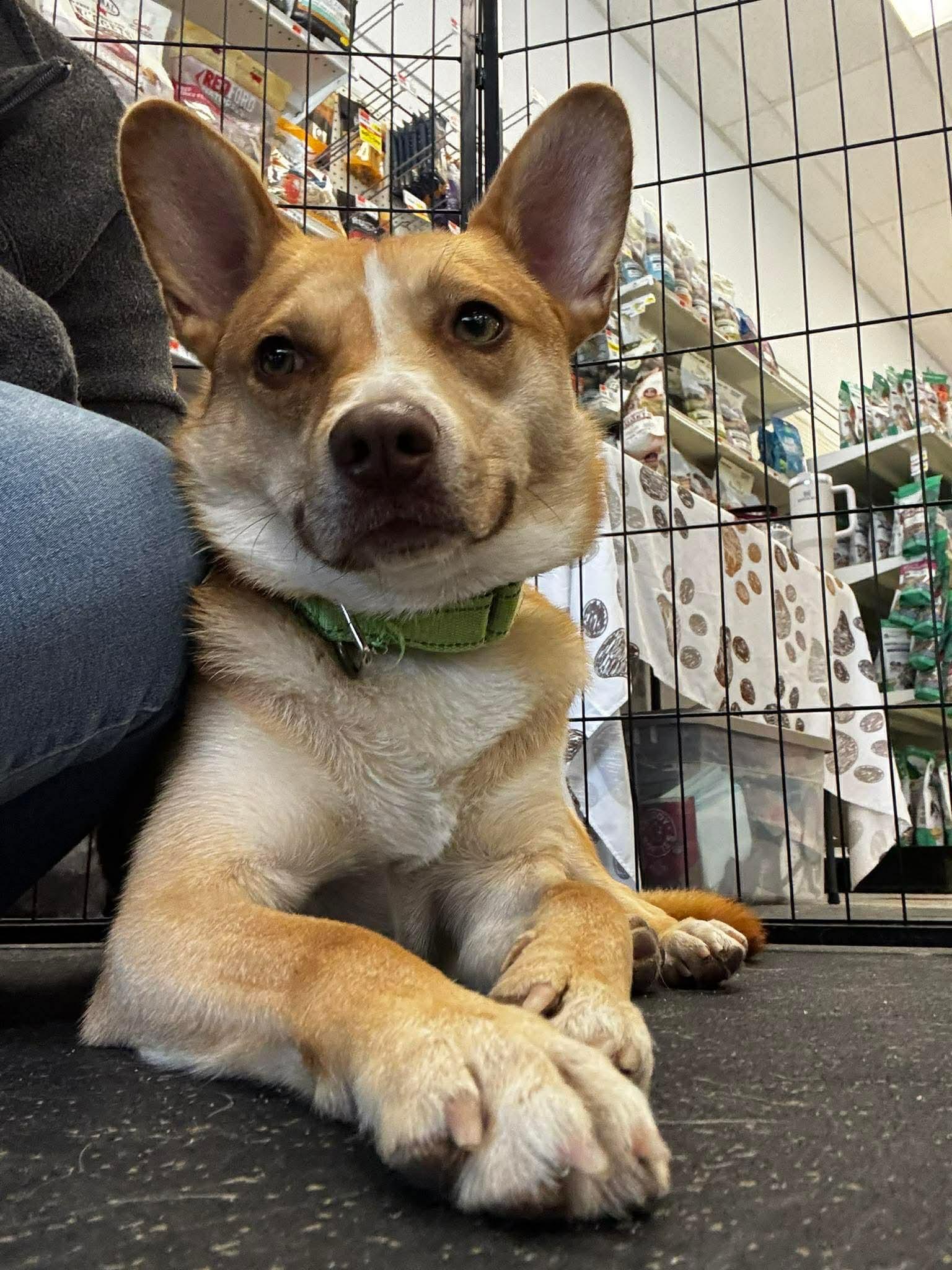Enlarge Spin Diesel, an adopted mixed breed in Portland, ME image 6/6