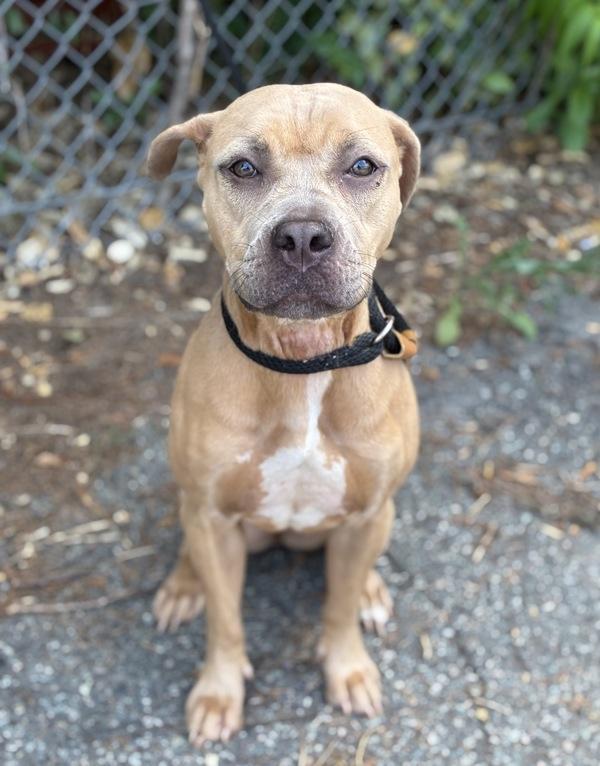 Rayne, Adoptable, Adult Female Pit Bull Terrier & Boxer.