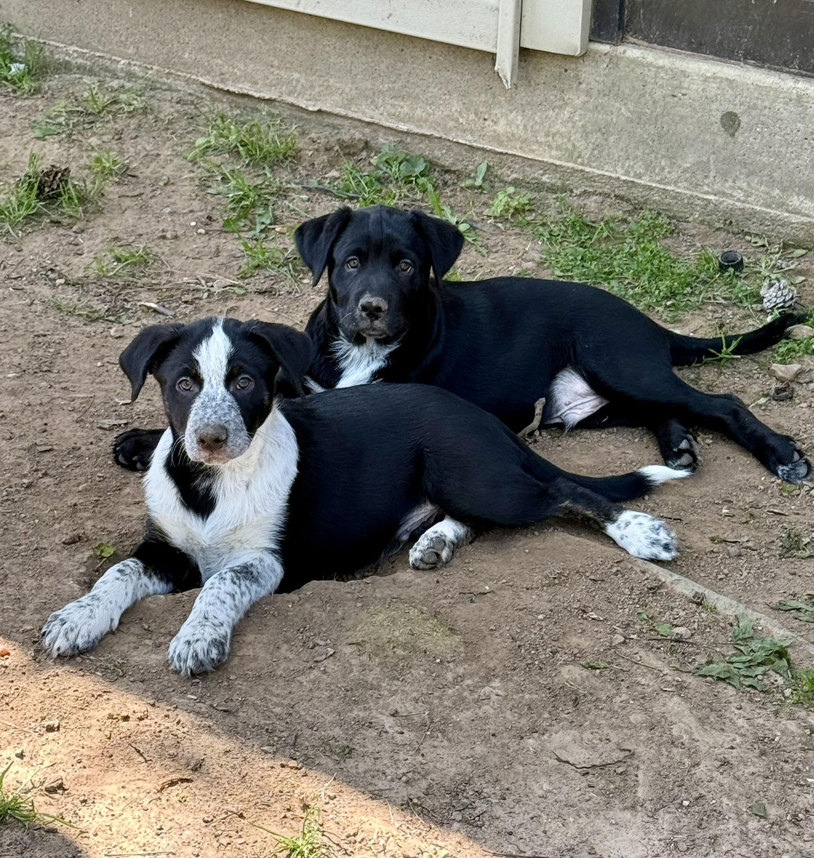 Guinness, a Adopted mixed breed in Texarkana, TX image 1/2