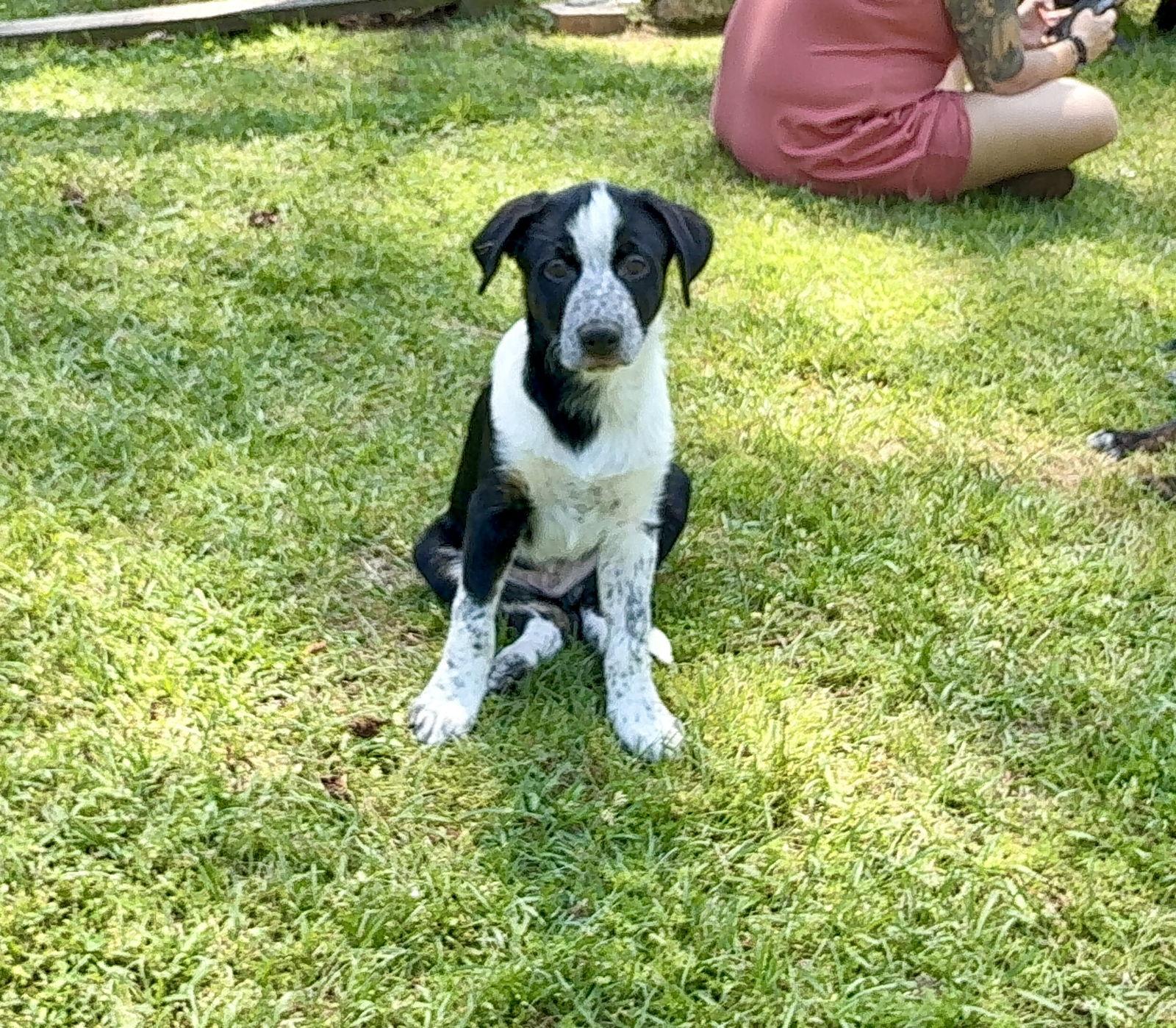 Guinness, a Adopted mixed breed in Texarkana, TX image 2/2