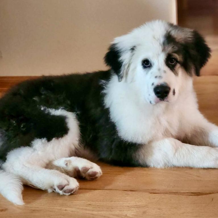 Dani, adopted, Puppy Female Saint Bernard & Great Pyrenees.