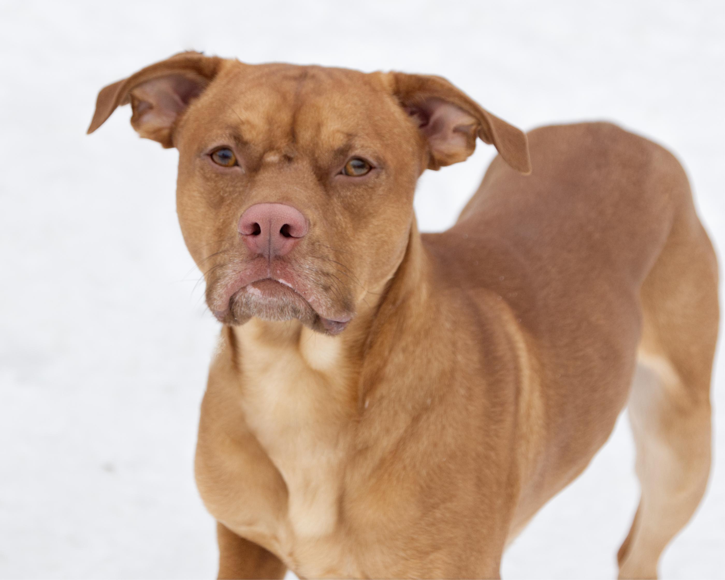 Enlarge Sriracha, an adoptable mixed breed in Winnipeg, MB image 1/2