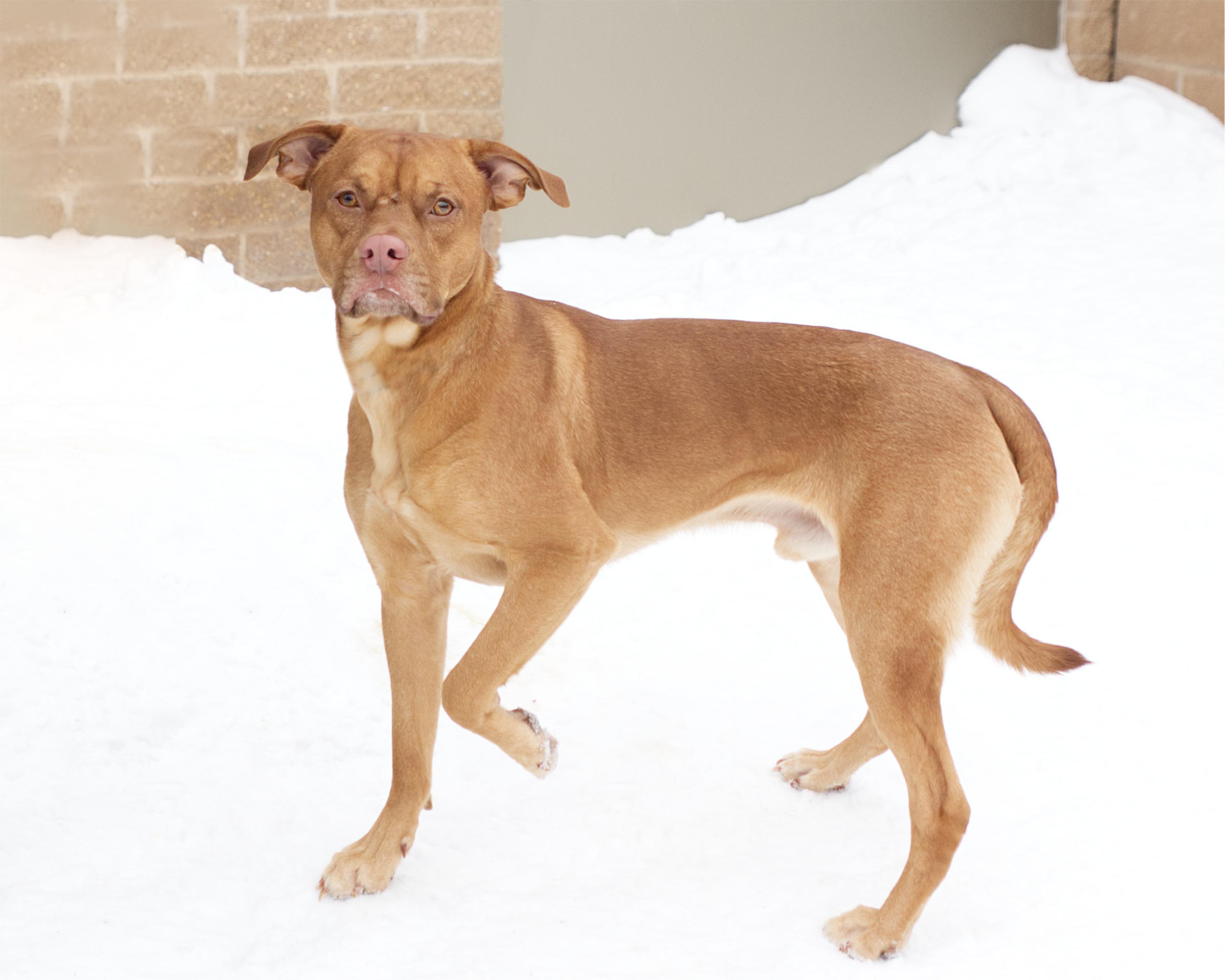 Enlarge Sriracha, an adoptable mixed breed in Winnipeg, MB image 2/2