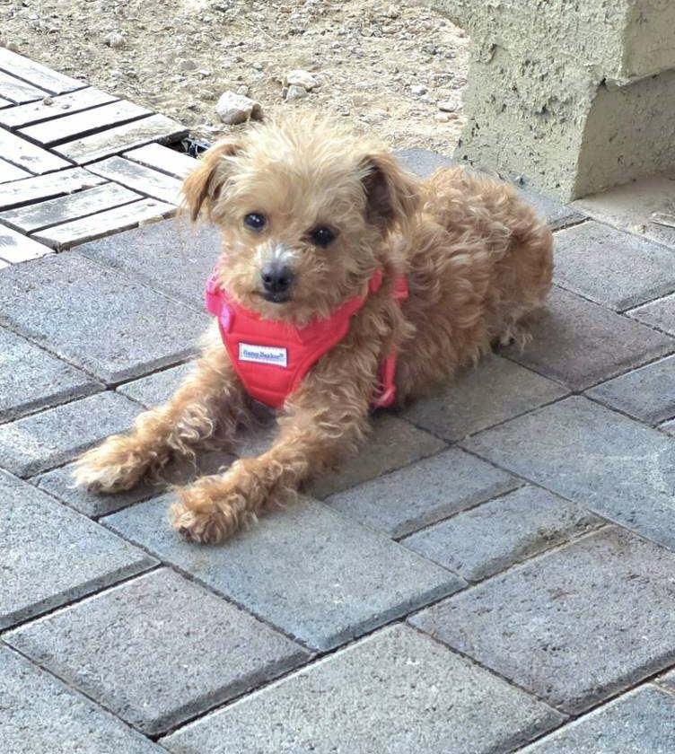 Sammy, a Adoptable Maltipoo in Henderson, NV image 2/2