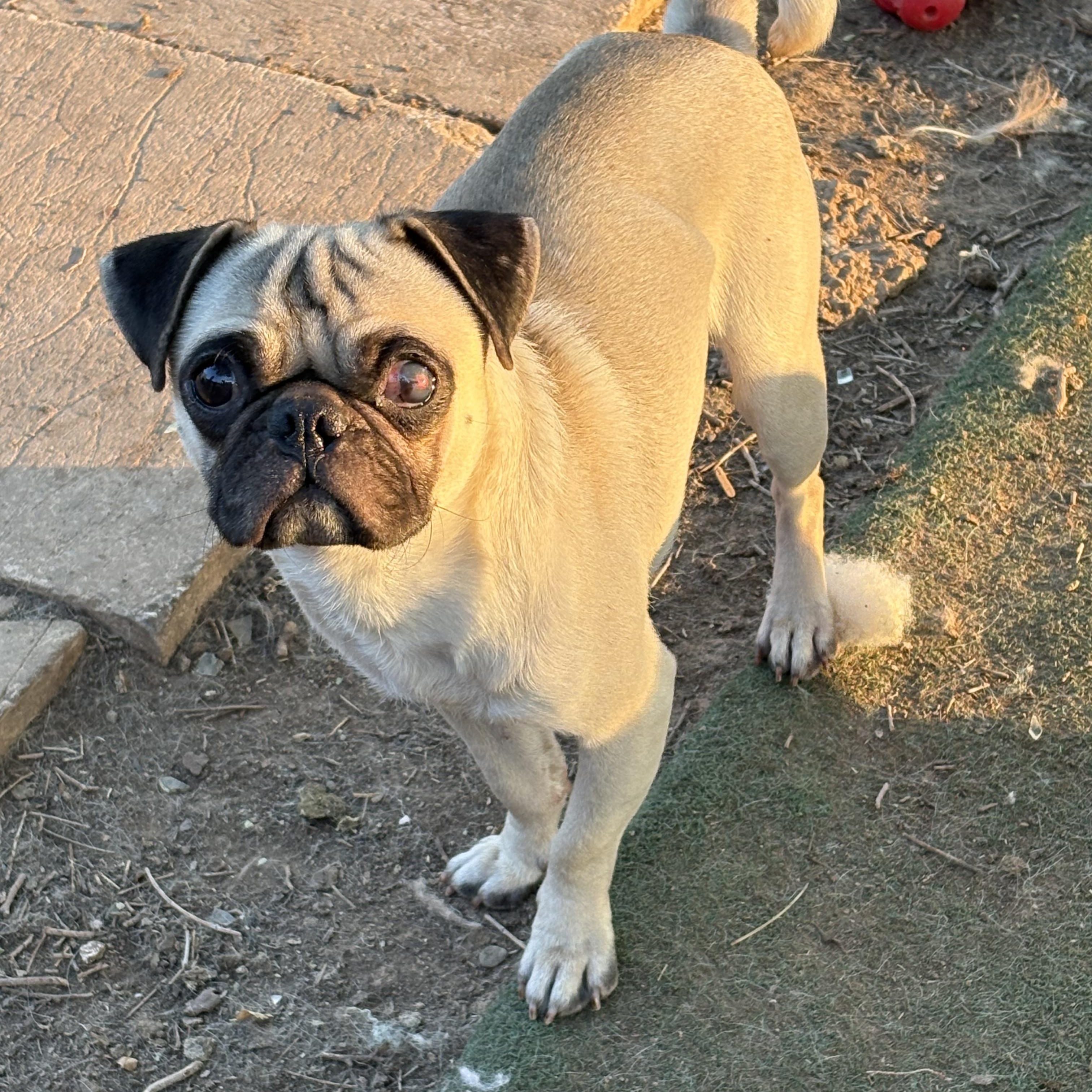 Frederick, ADOPTABLE, Young Male Pug.