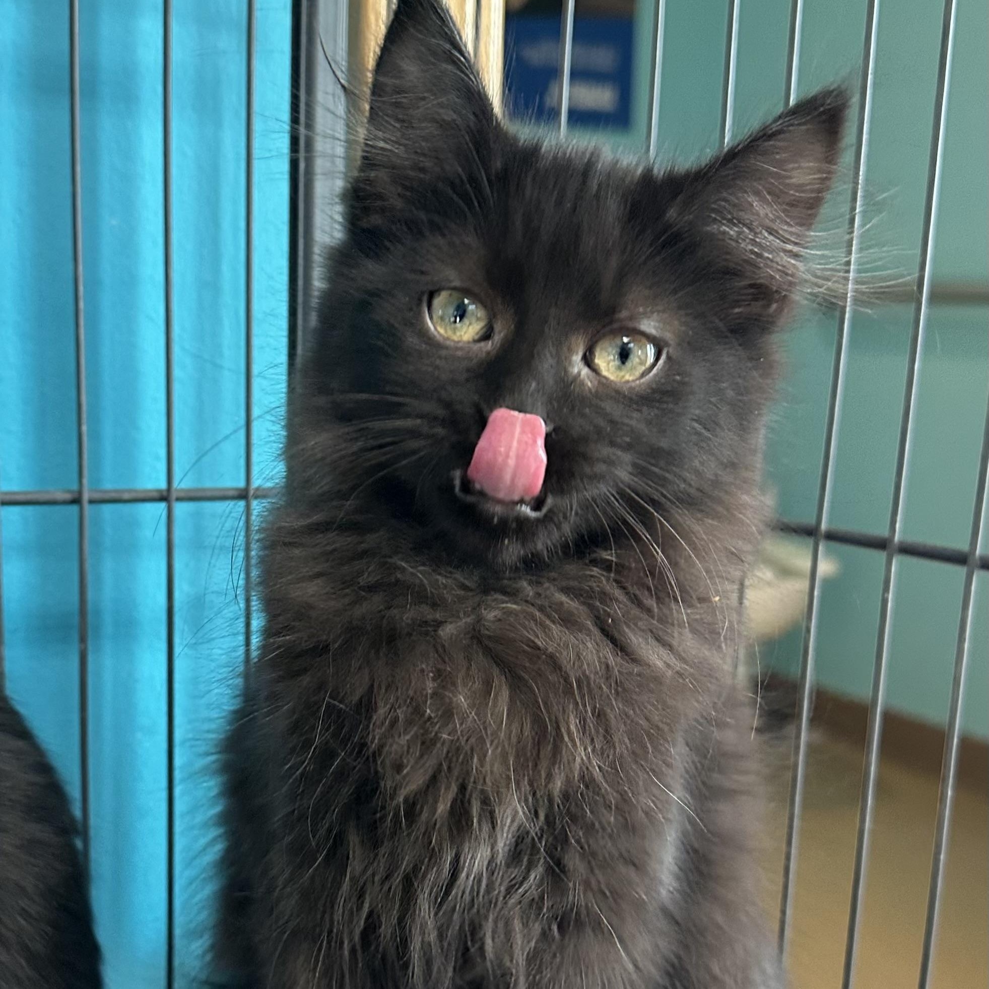 Little Tom, adopted, Young Female Domestic Long Hair.