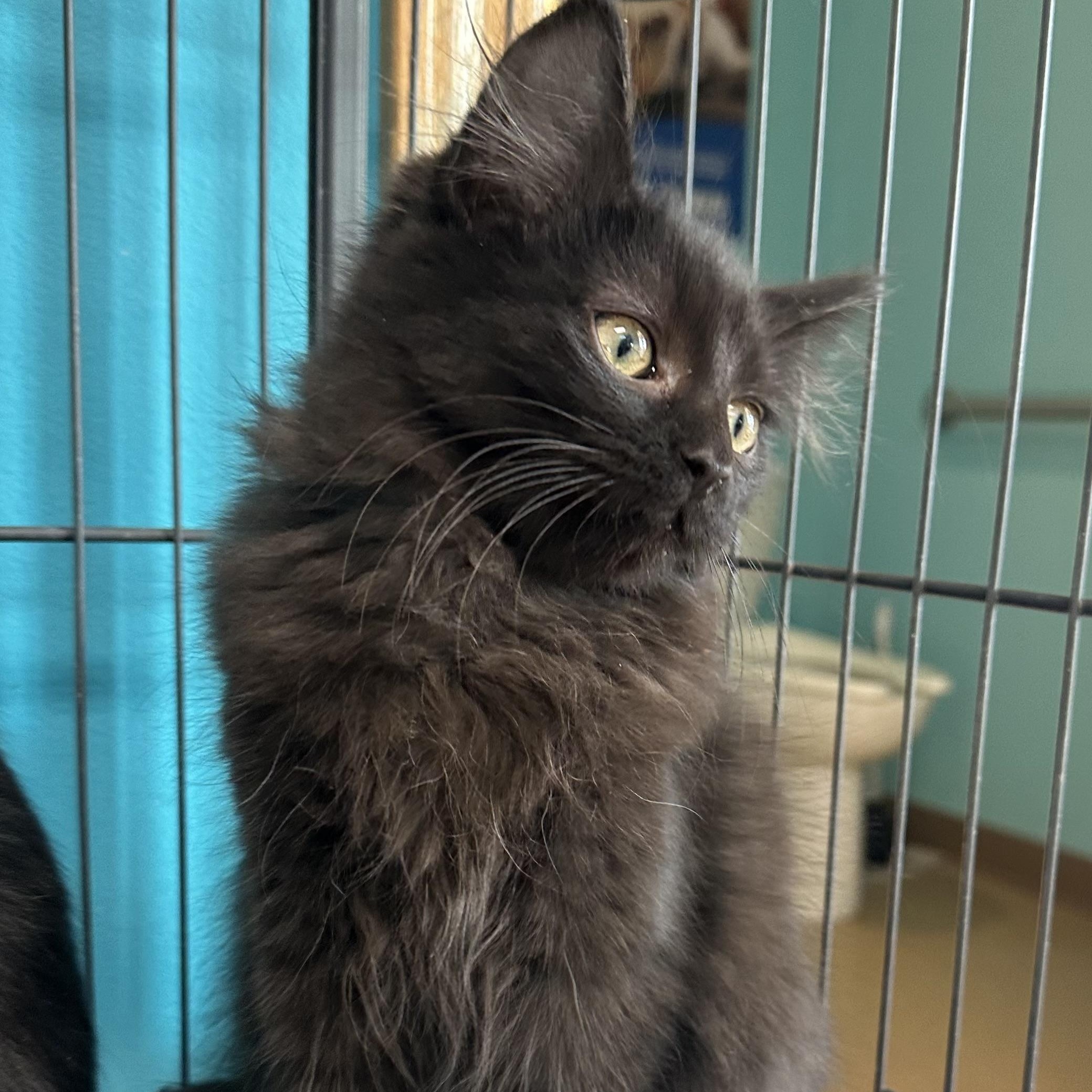 Little Tom, an adopted Domestic Long Hair in Brookings, SD image 2/2