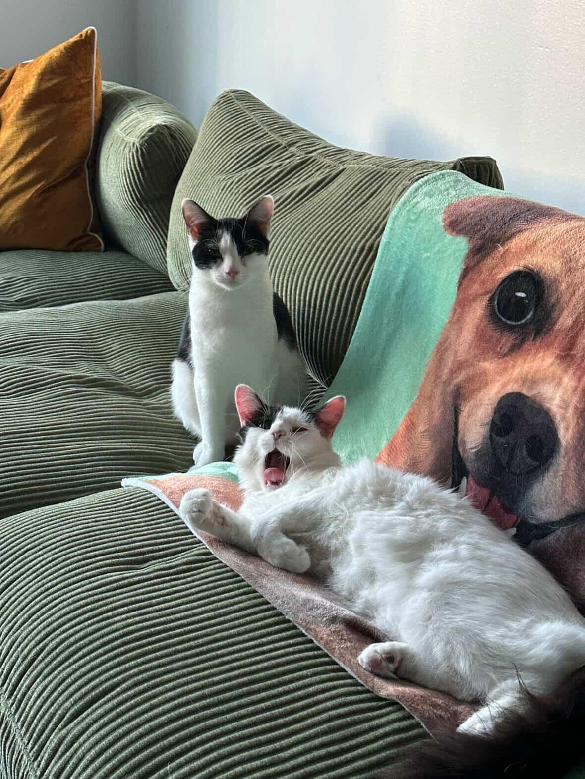 Enlarge Opal (bonded to Agate), a Adoptable Domestic Medium Hair in Long Island City, NY image 3/6