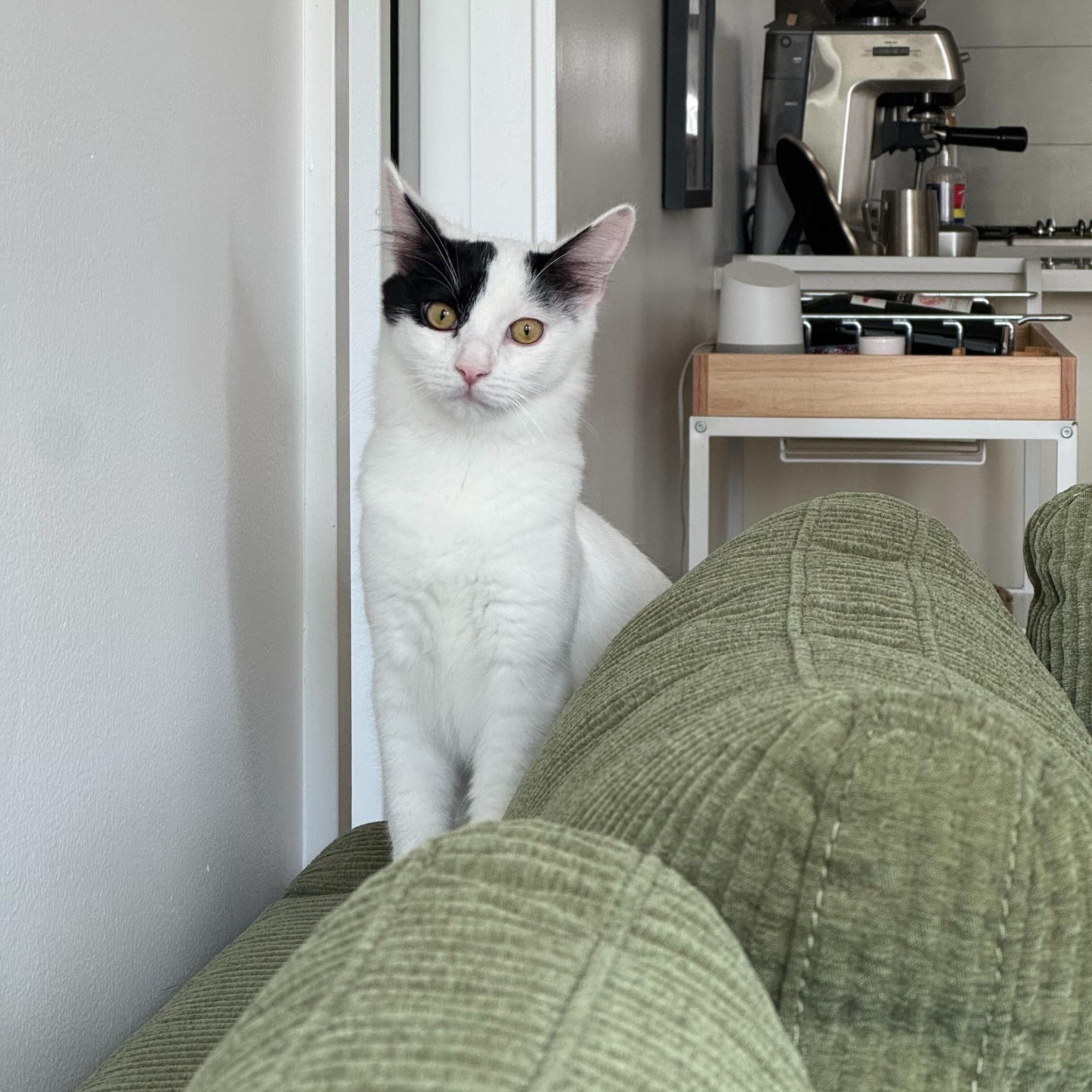 Enlarge Opal (bonded to Agate), a Adoptable Domestic Medium Hair in Long Island City, NY image 1/6